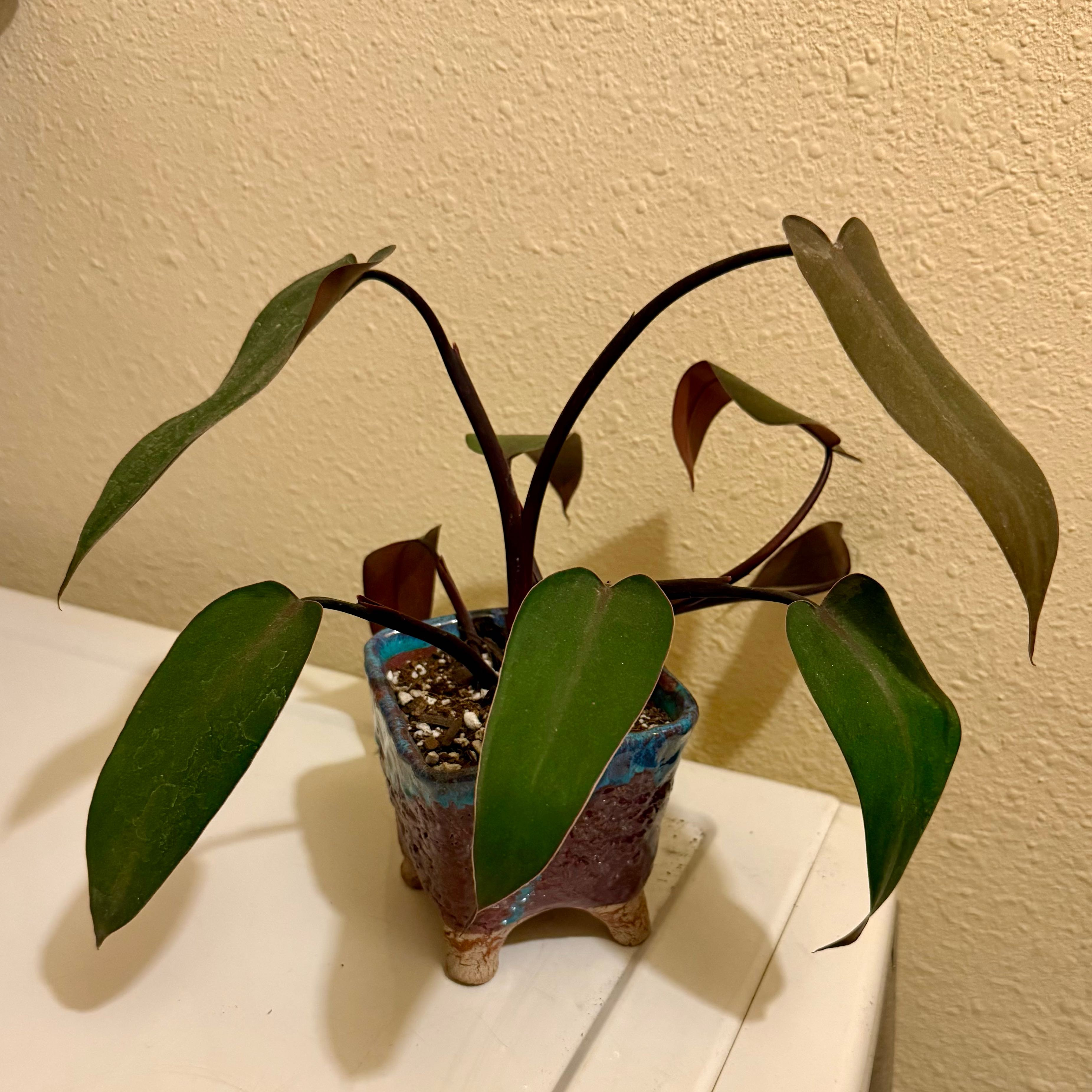 Photo of the plant species Bloody Mary Philodendron by @riverzend named blóðug on Greg, the plant care app