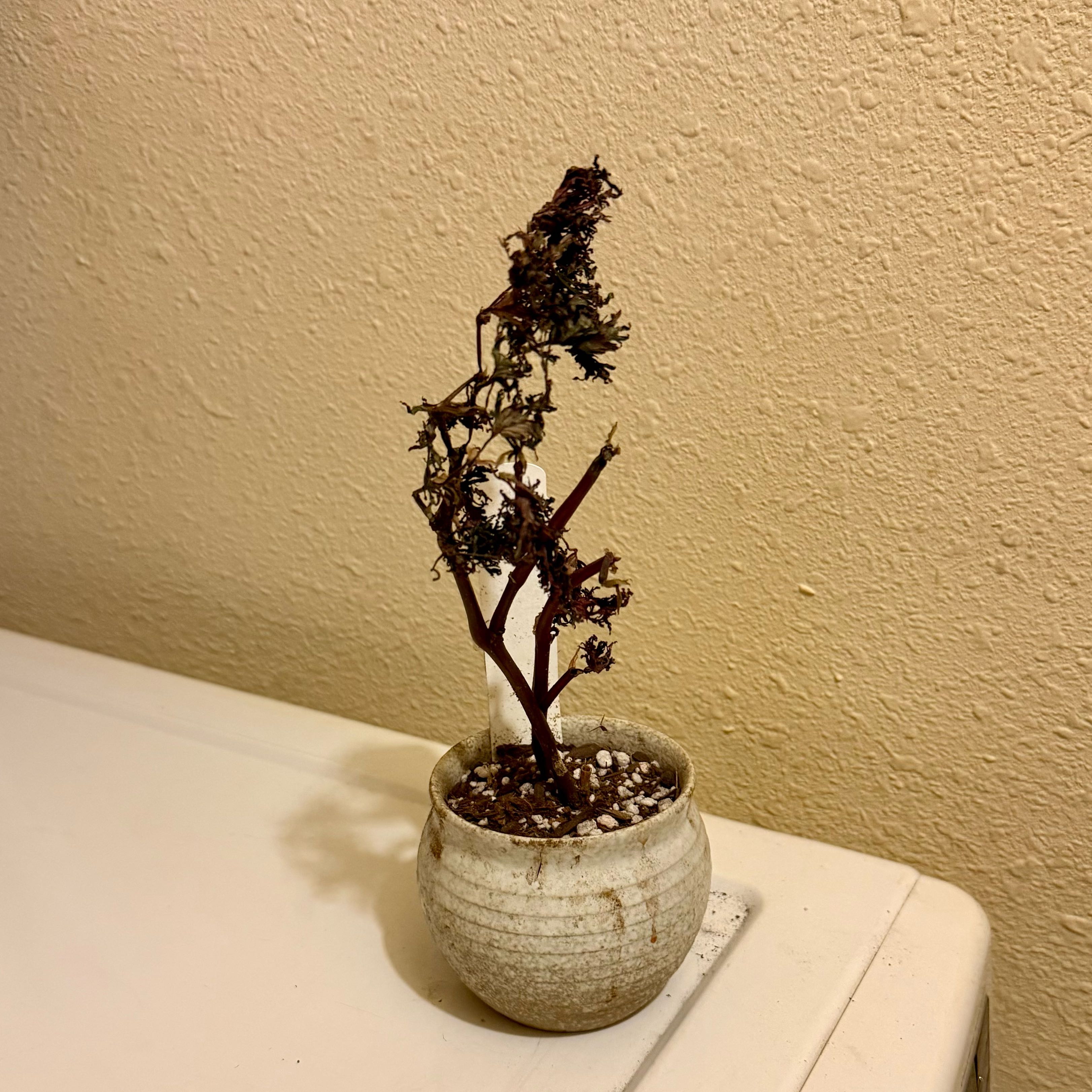 Photo of the plant species Begonia bipinnatifida by @riverzend named sad panda on Greg, the plant care app