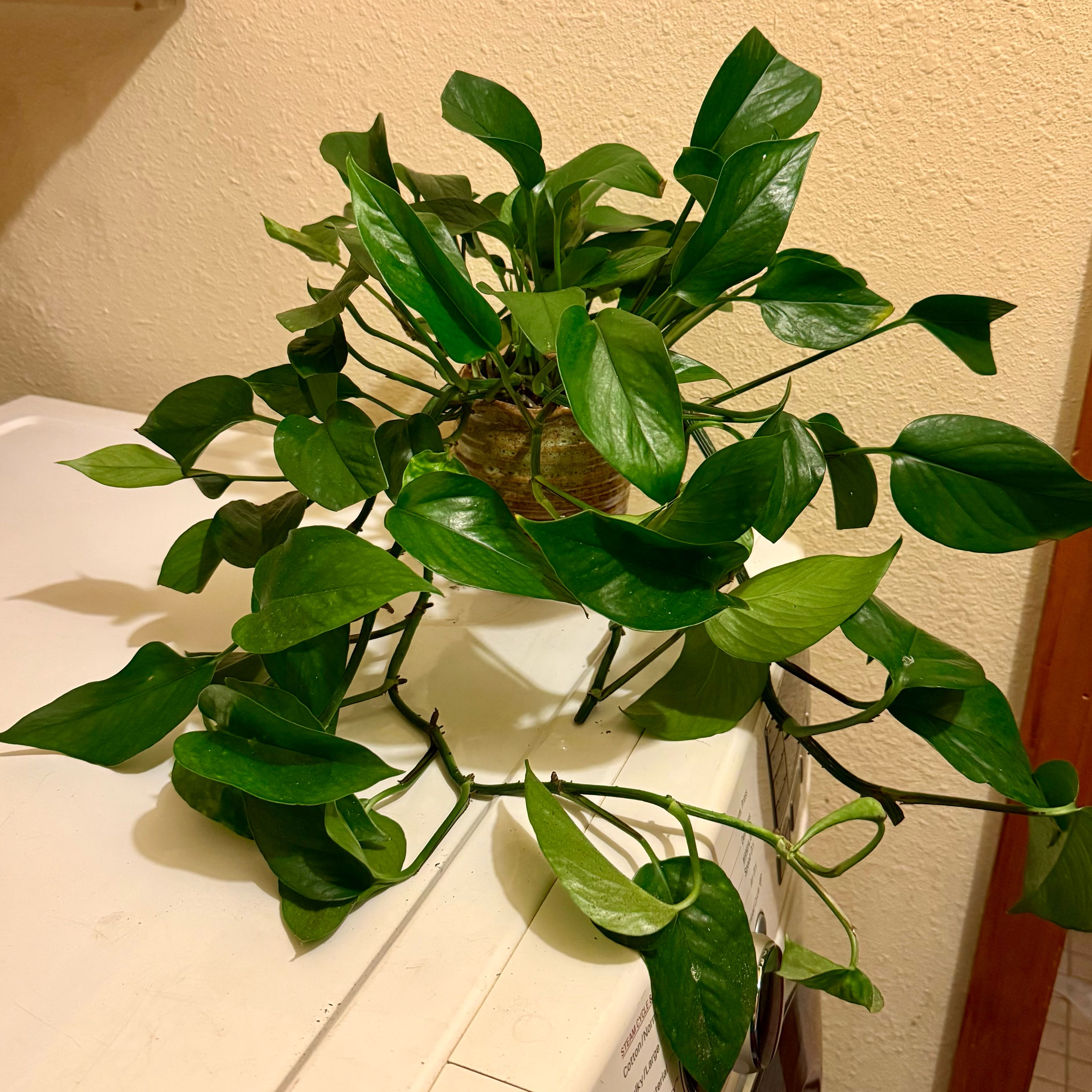 Photo of the plant species Pothos 'Green Queen' by @riverzend named königin on Greg, the plant care app