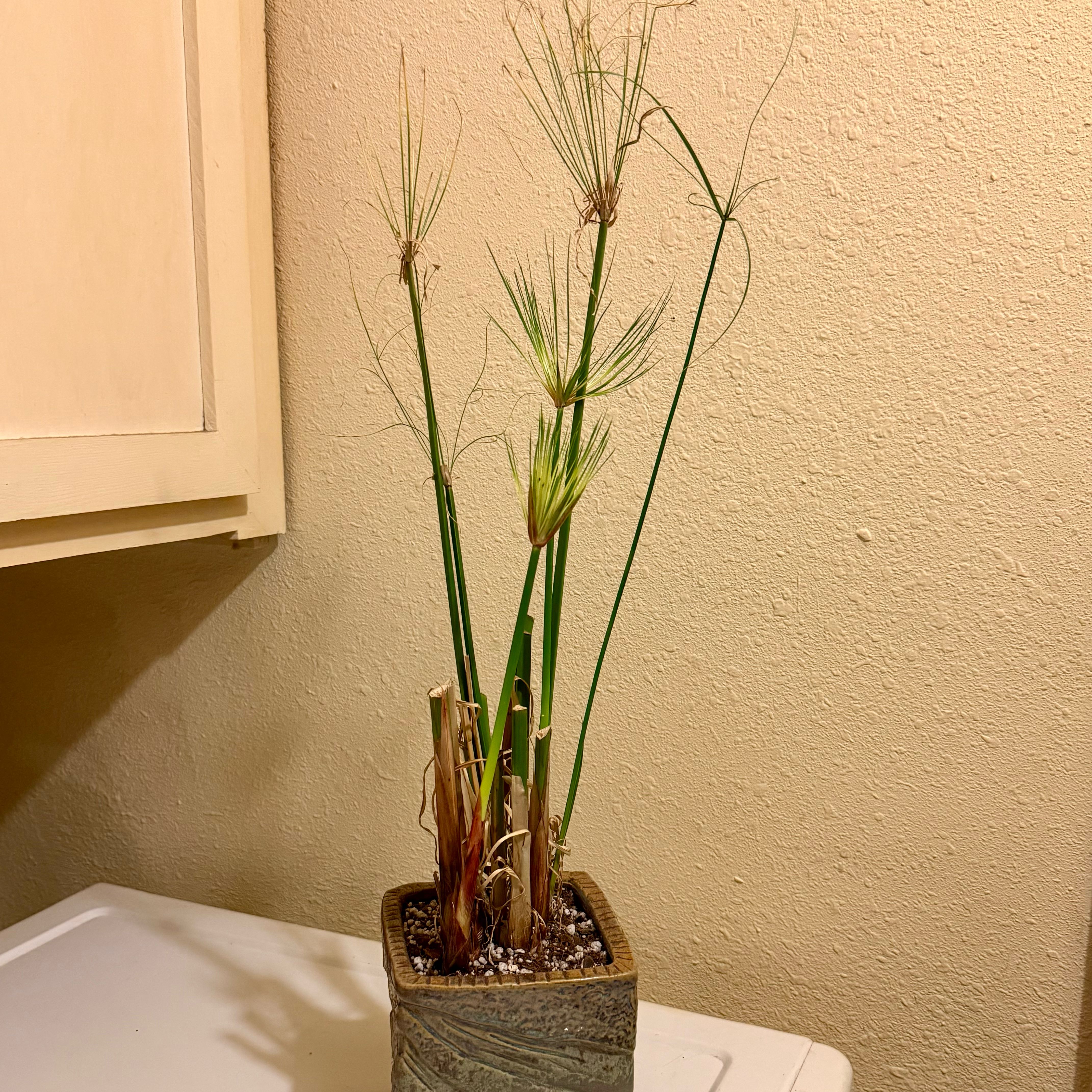 Photo of the plant species King Tut Papyrus by @riverzend named c. percamenthus on Greg, the plant care app