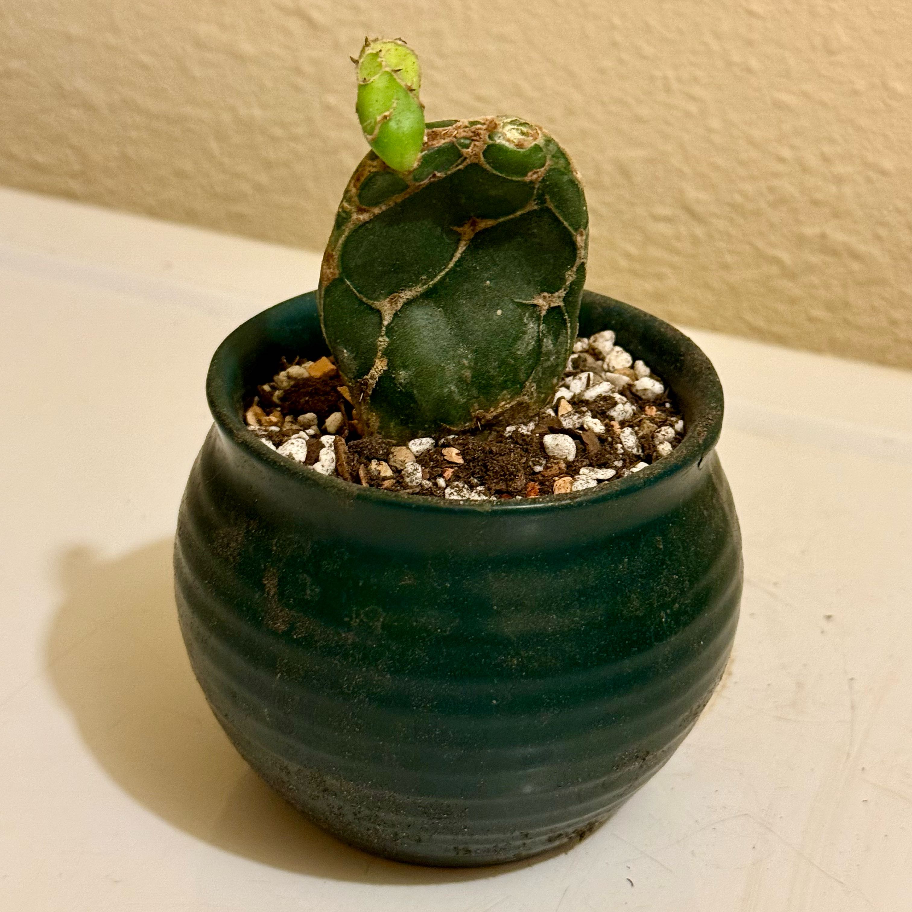 Photo of the plant species Opuntia Reticulata cv Cobra by @riverzend named kóbra on Greg, the plant care app