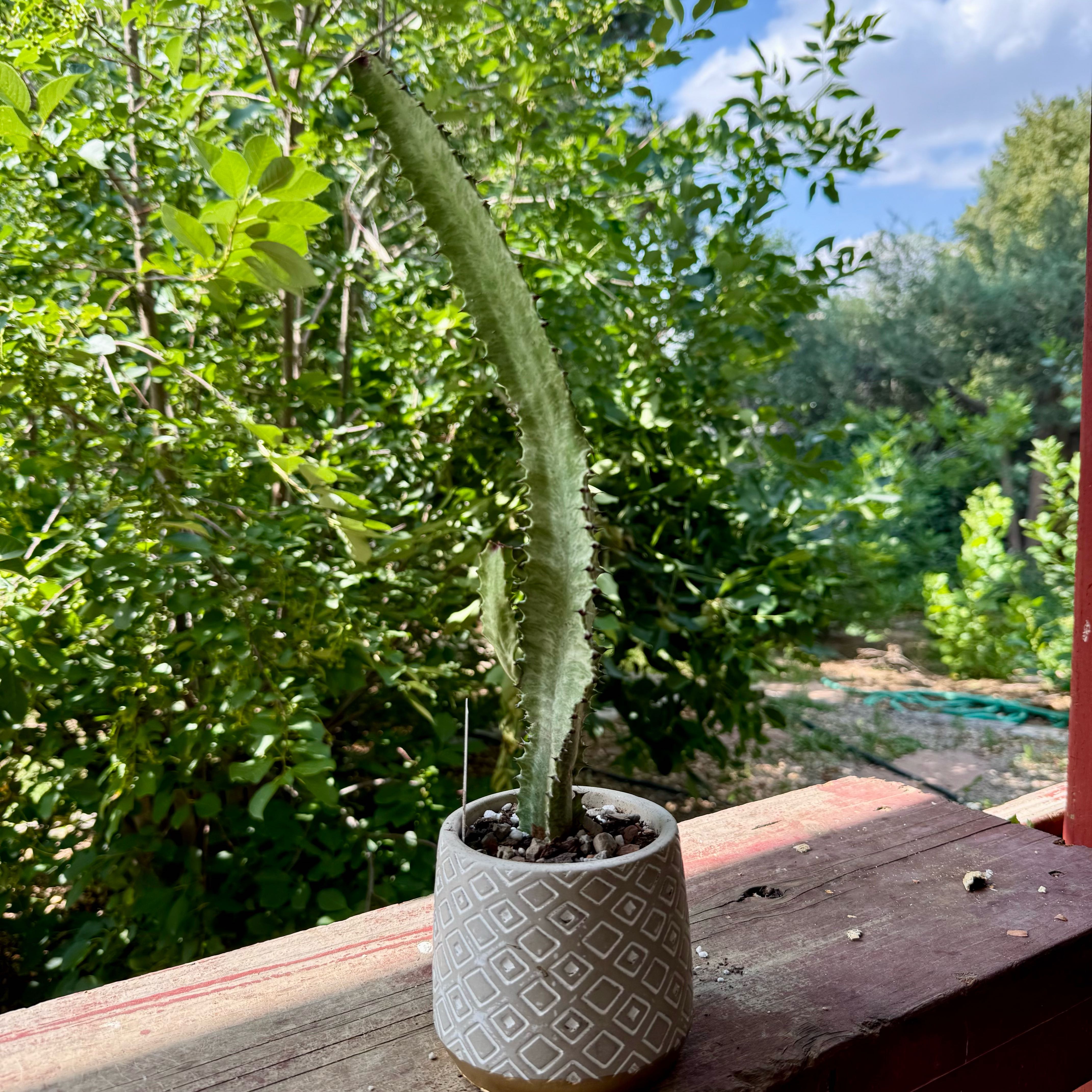 Photo of the plant species Variegated African Milk Bush by @riverzend named white variegated version on Greg, the plant care app