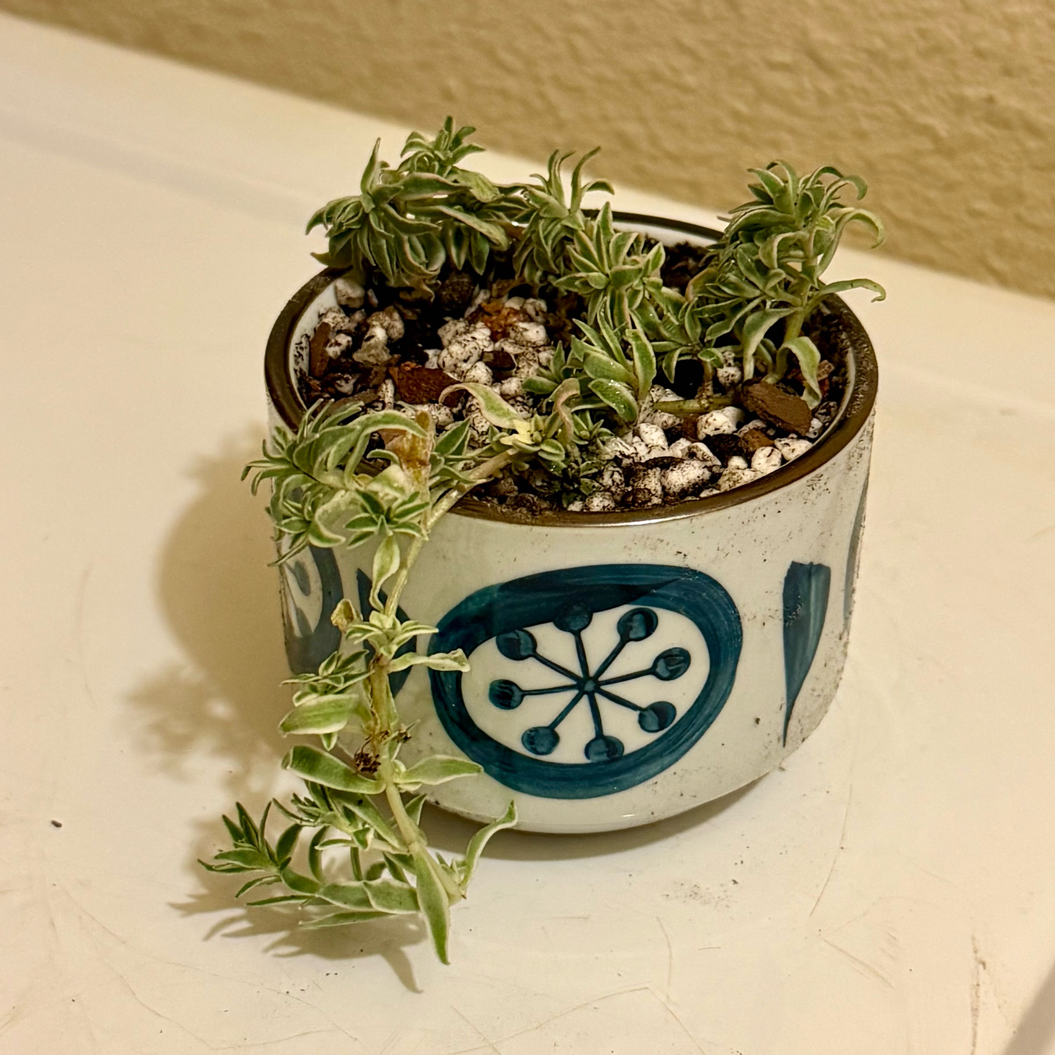 Photo of the plant species Variegated Stone Crop by @riverzend named ígulker on Greg, the plant care app
