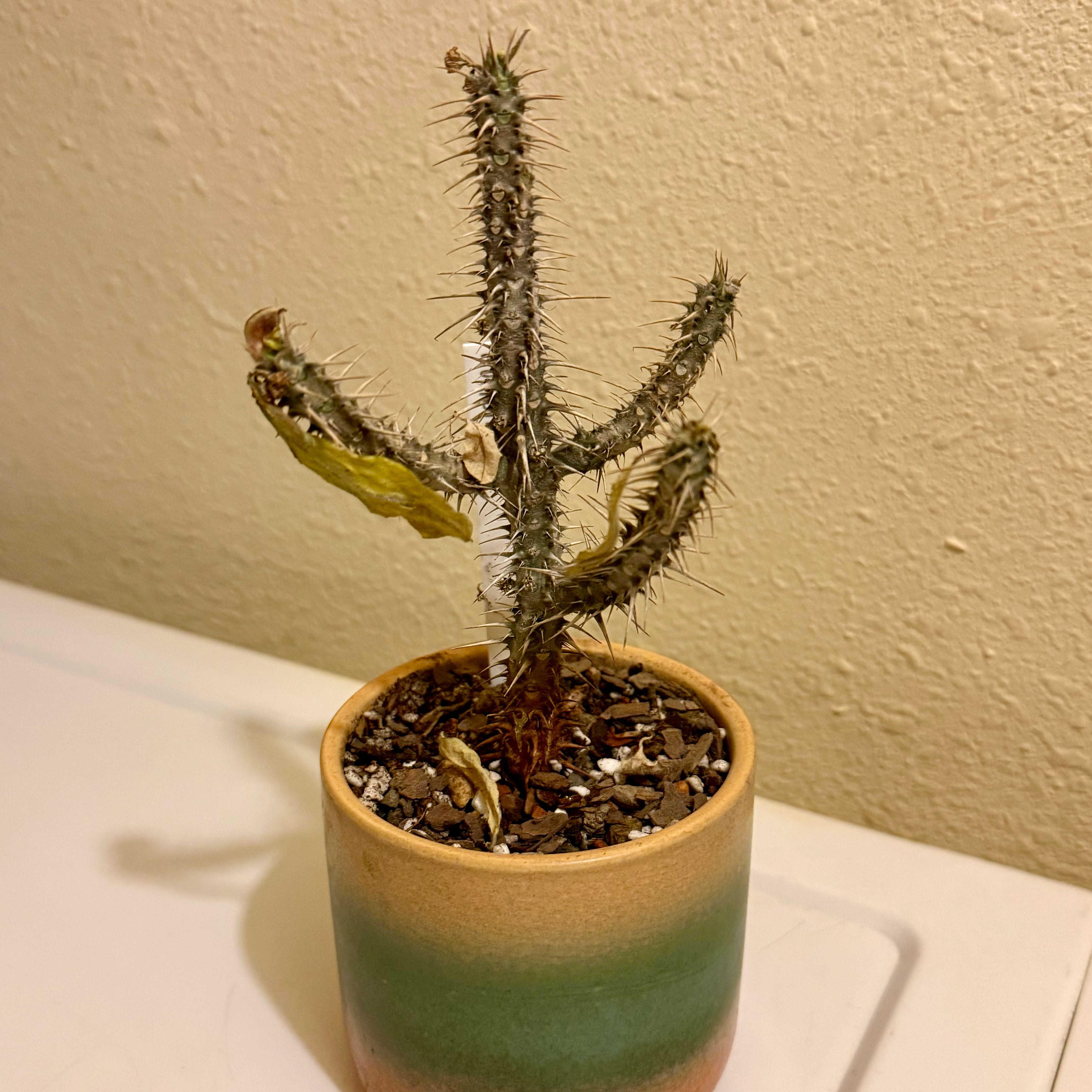 Photo of the plant species Euphorbia hofstaetteri by @riverzend named foh on Greg, the plant care app