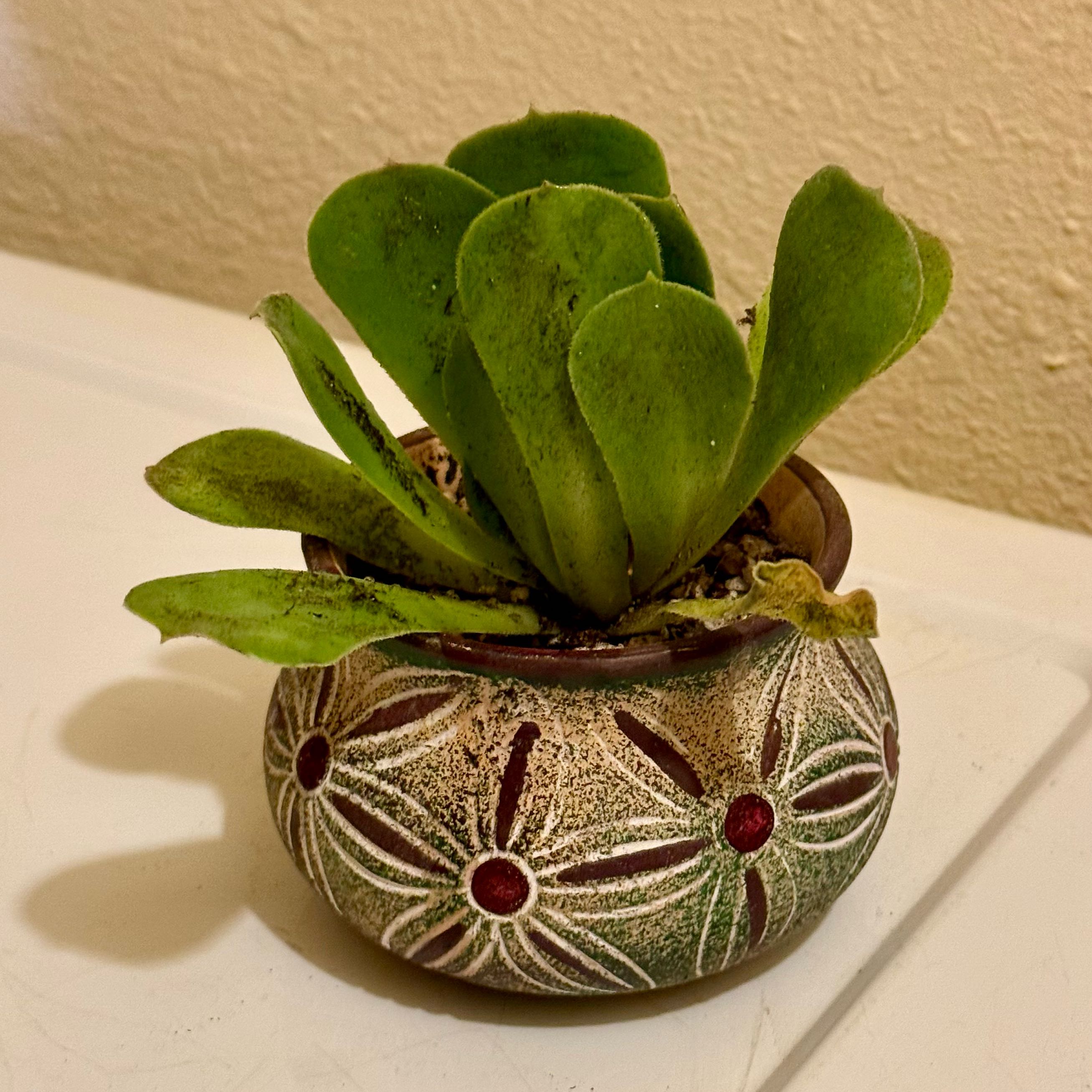 Photo of the plant species Assorted Aeonium by @riverzend named a. urbicum ’salad bowl’ on Greg, the plant care app