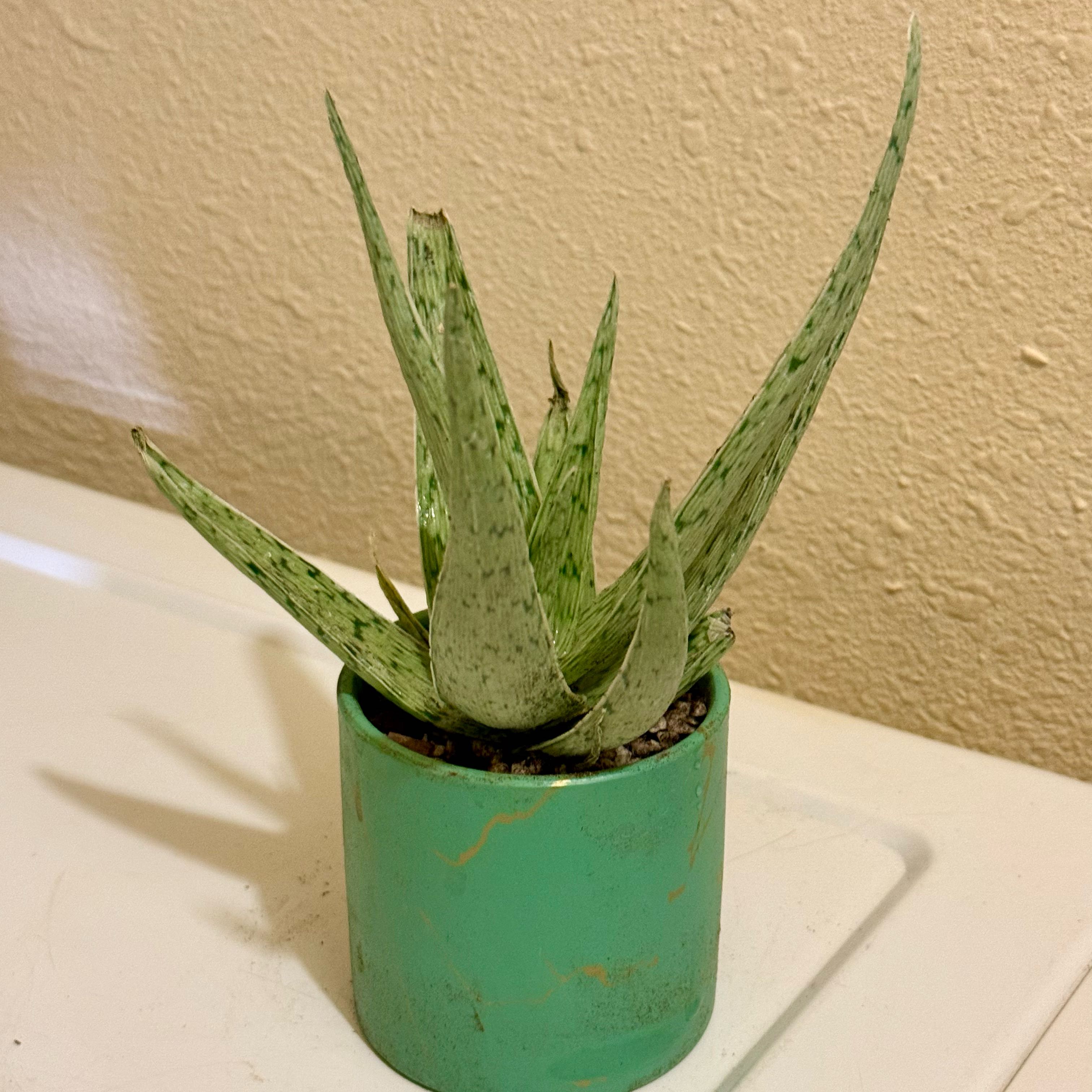 Photo of the plant species Assorted Aloe by @riverzend named a. moondance on Greg, the plant care app