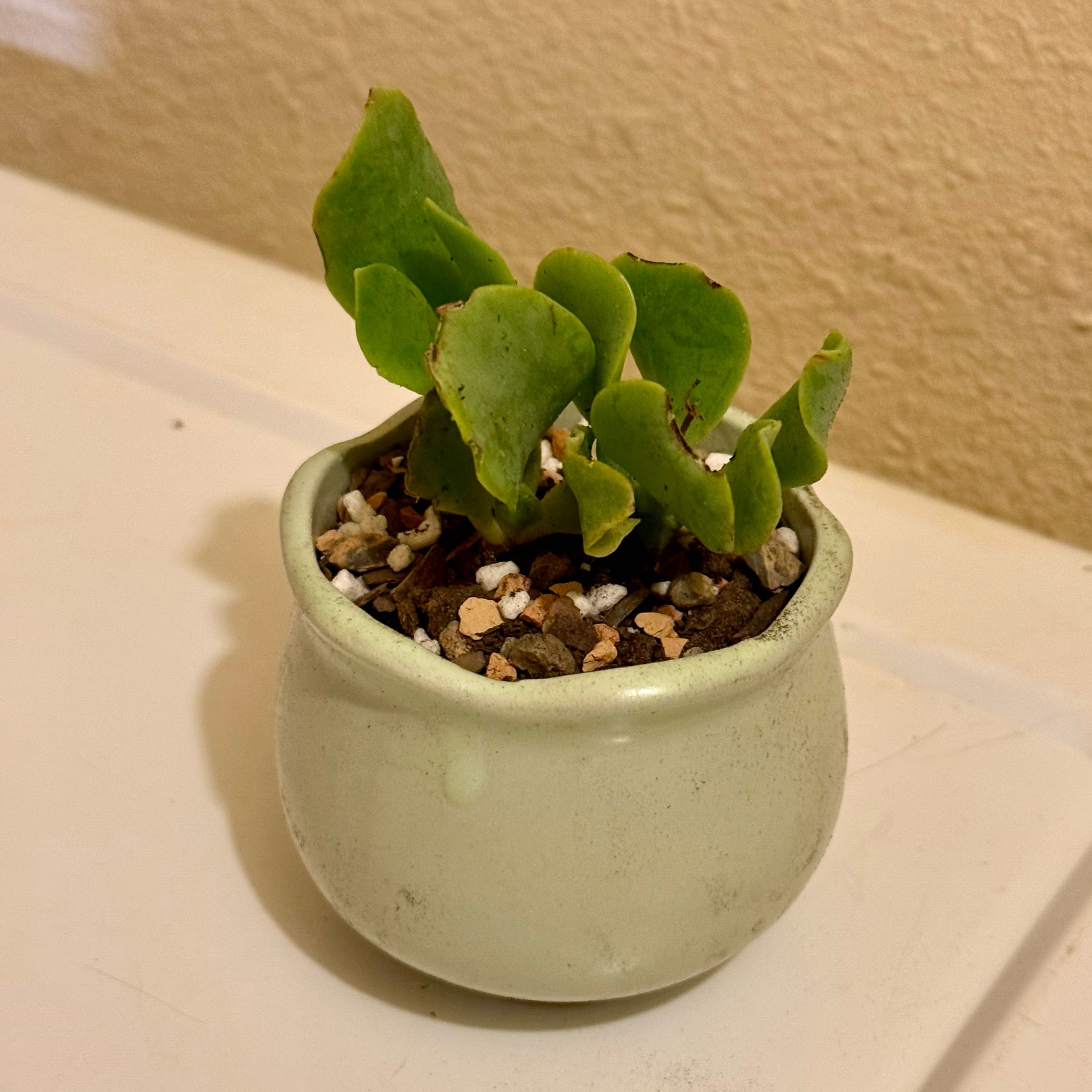 Photo of the plant species Ripple Jade™️ by @riverzend named gára on Greg, the plant care app