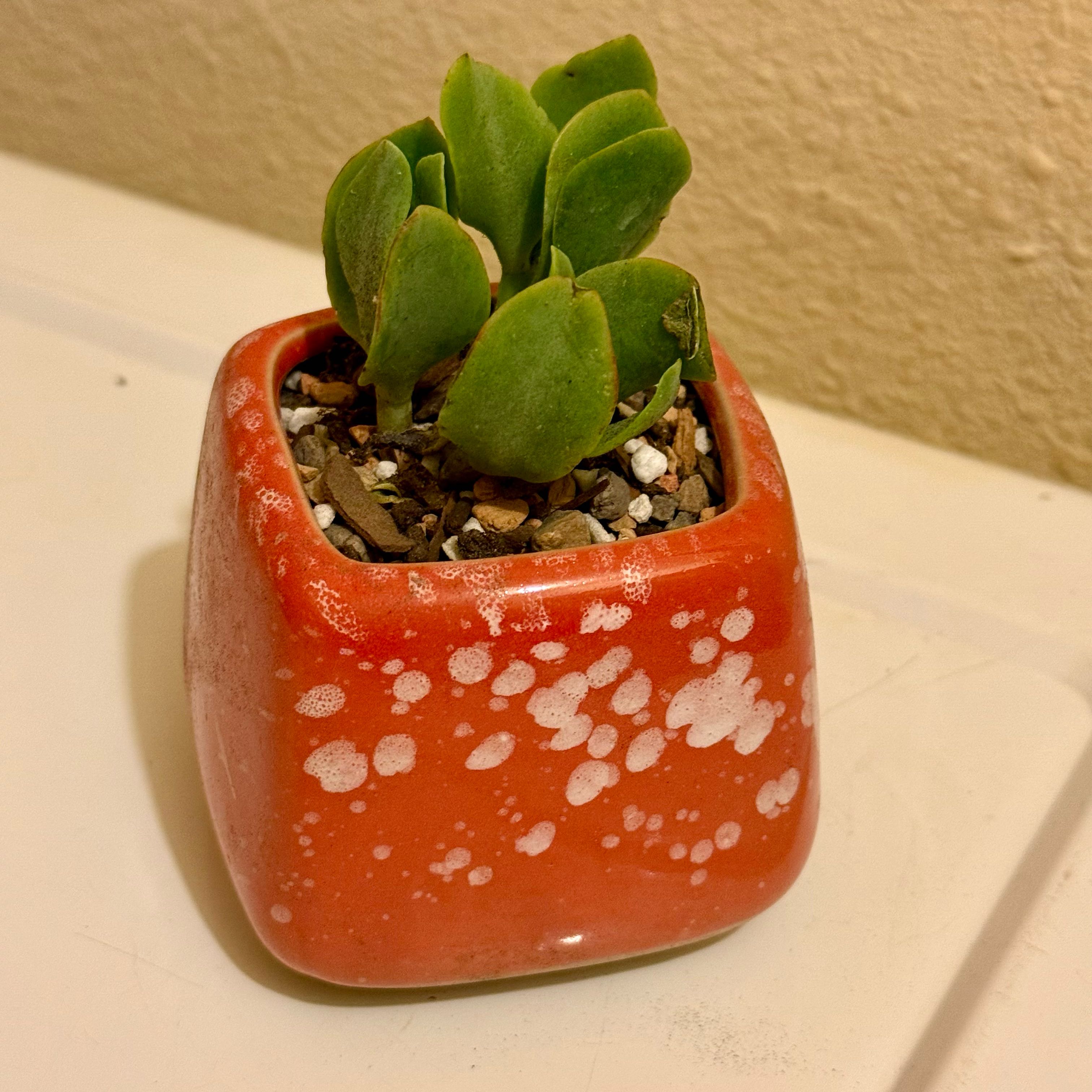 Photo of the plant species Ripple Jade™️ by @riverzend named serob on Greg, the plant care app