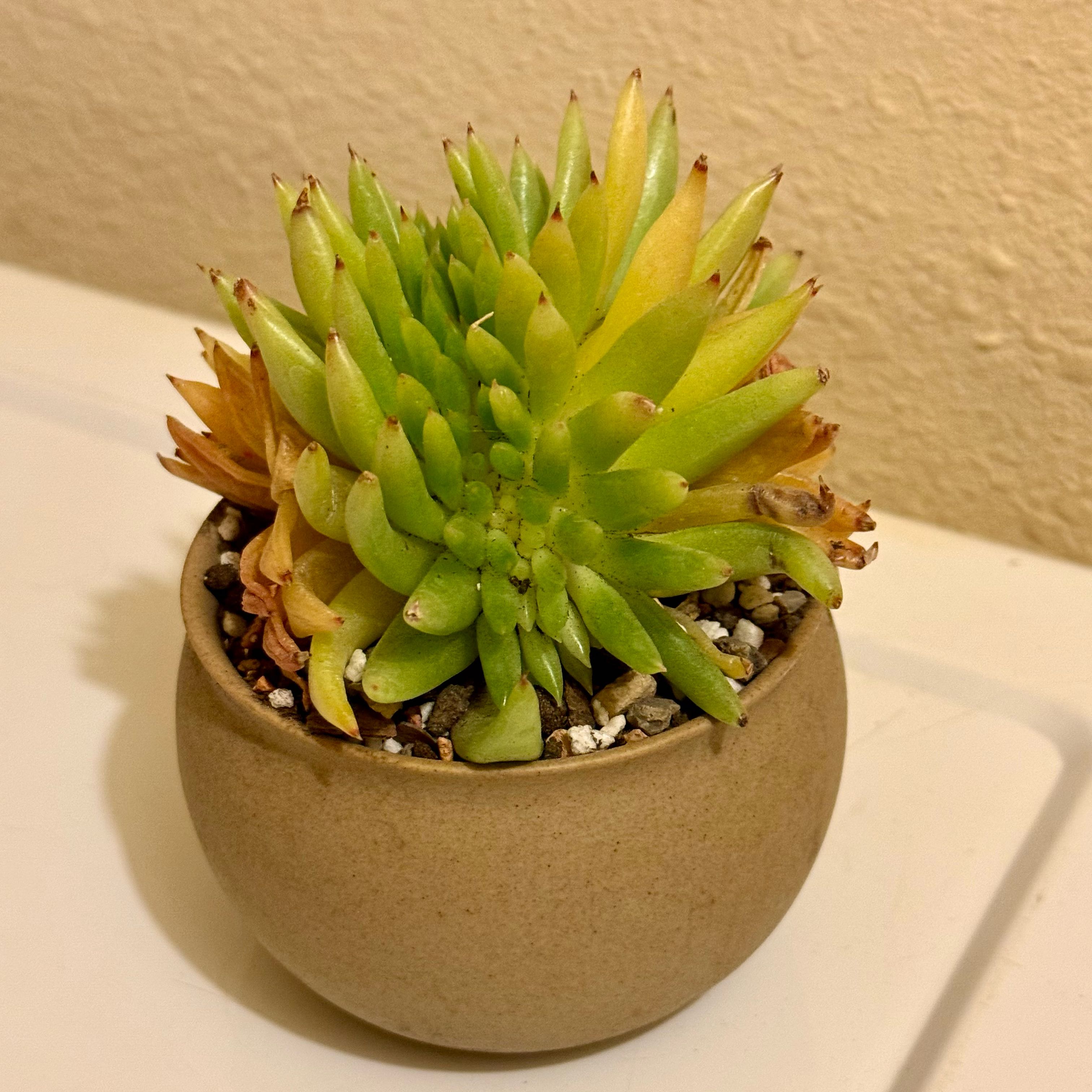 Photo of the plant species Echeveria agavoides 'Corduroy' cristata by @riverzend named e.a. cristata on Greg, the plant care app