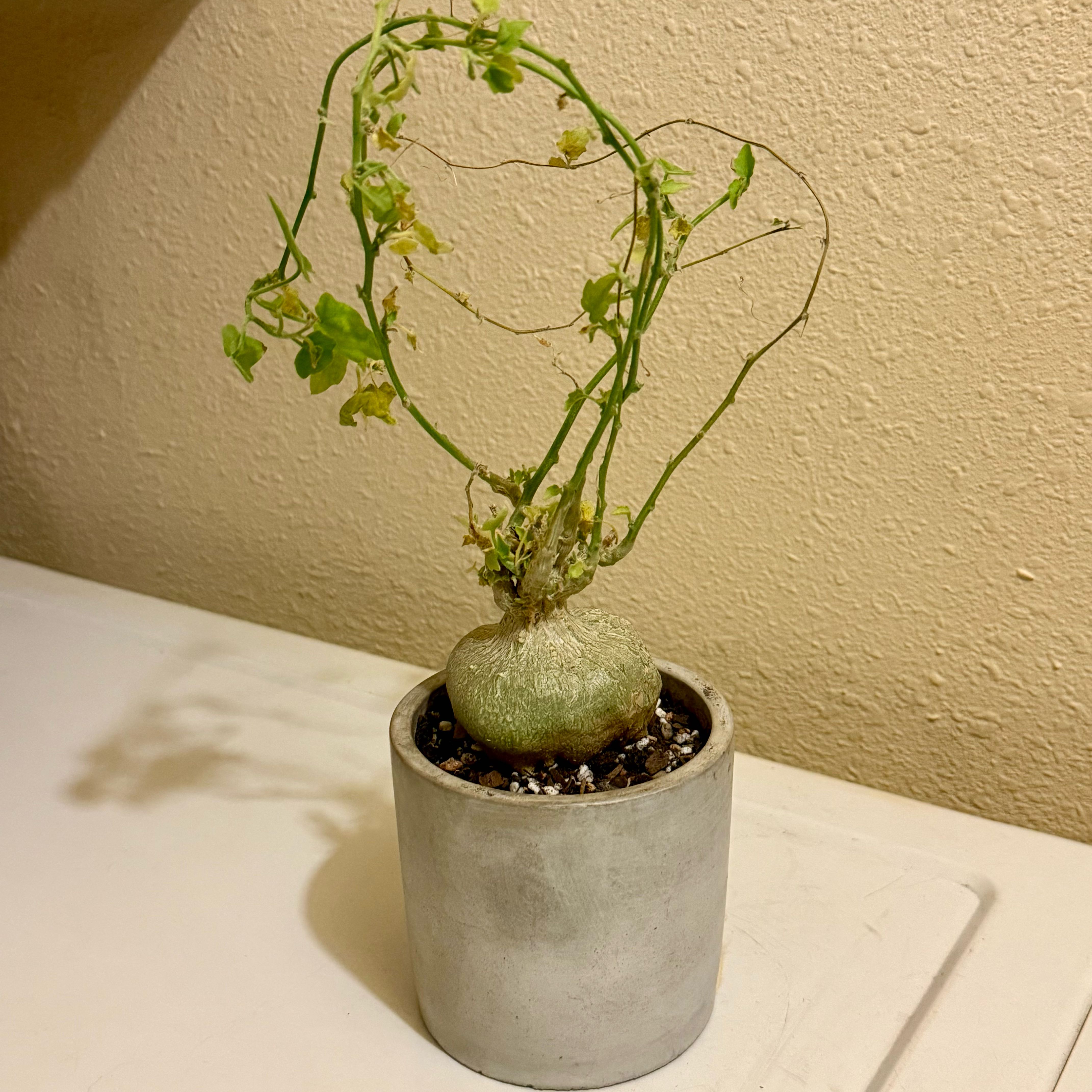 Photo of the plant species Bigfoot by @riverzend named xerosicyos pubescens on Greg, the plant care app