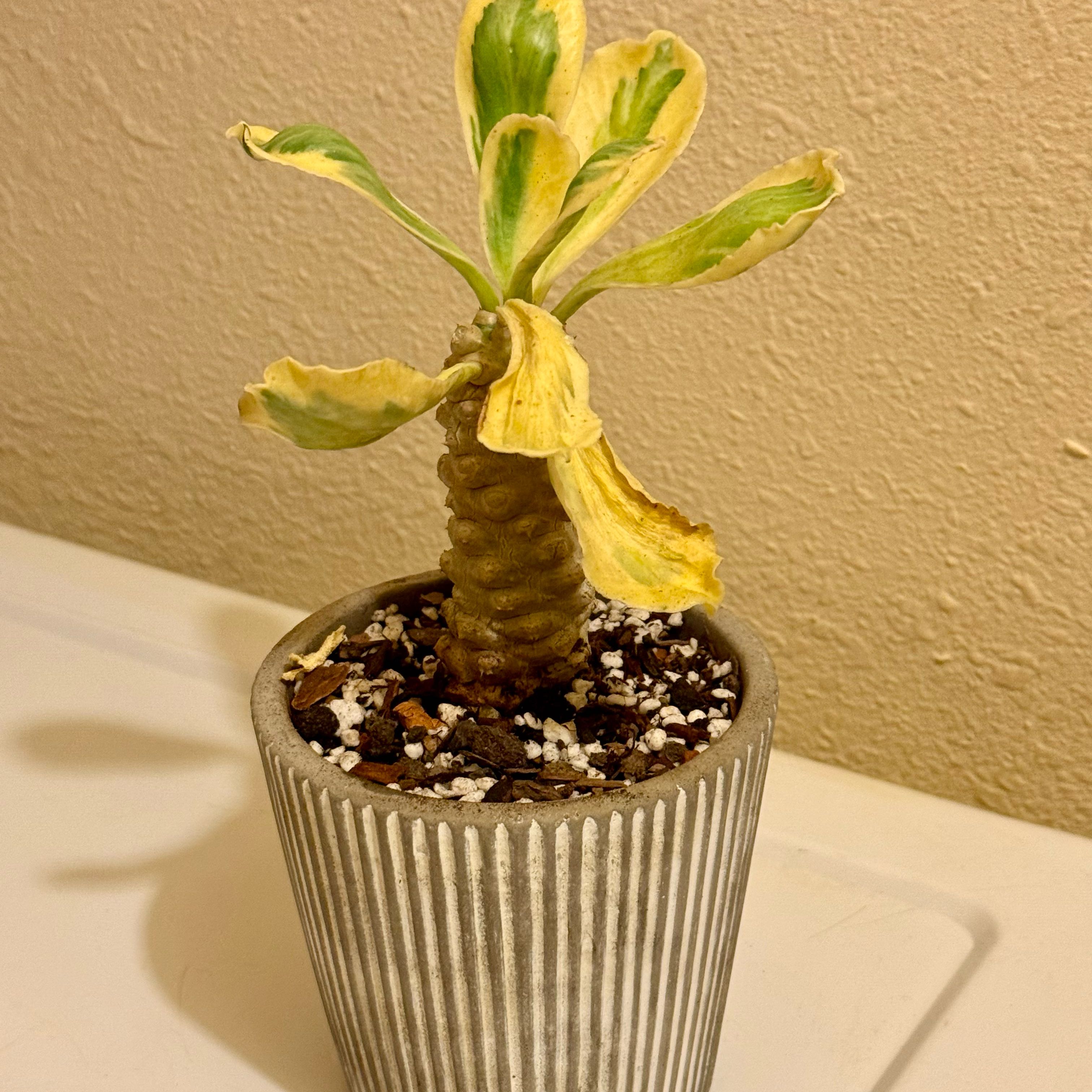 Photo of the plant species Variegated Euphorbia Poissonii by @riverzend named föl on Greg, the plant care app