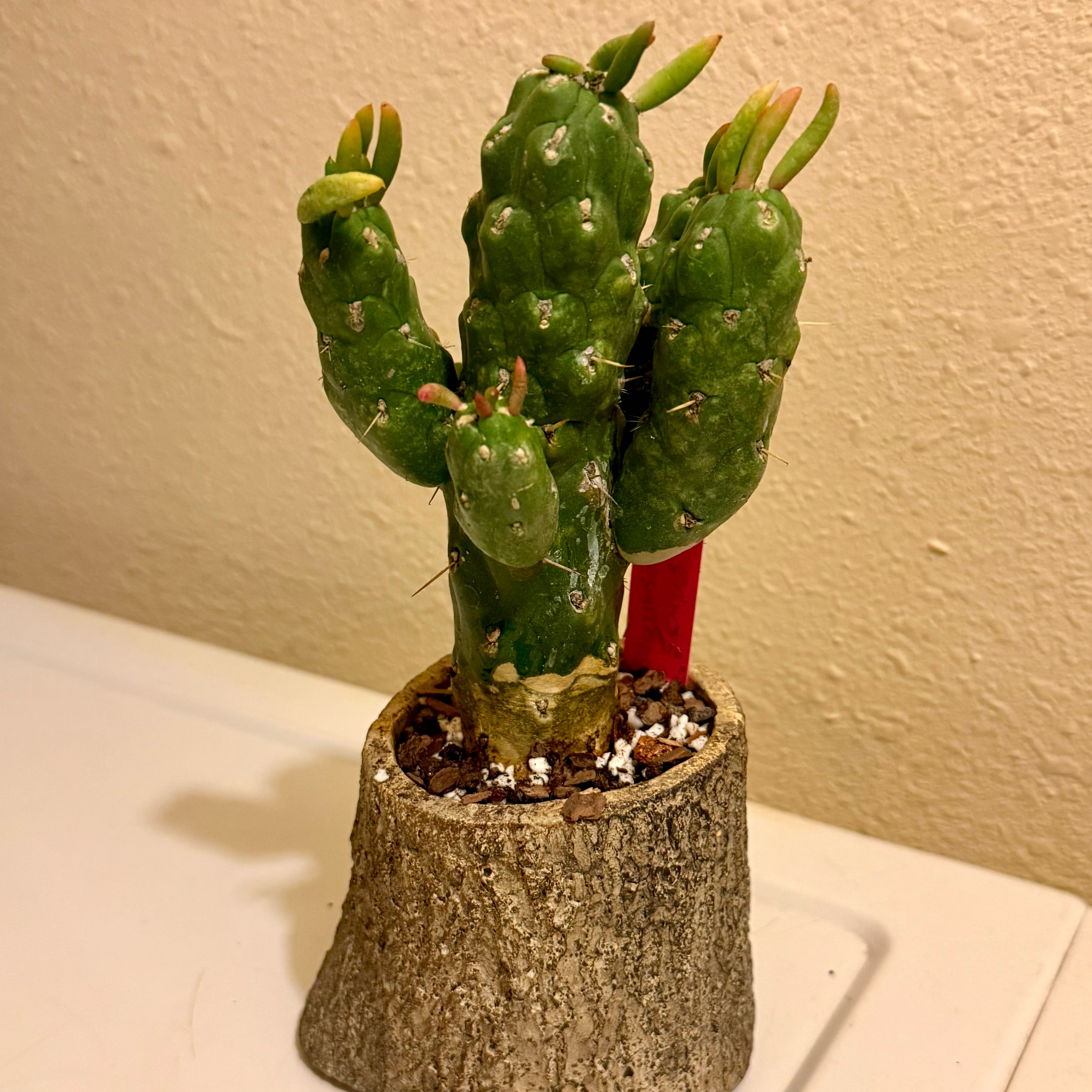 Photo of the plant species Opuntia Gumby by @riverzend named murphy on Greg, the plant care app