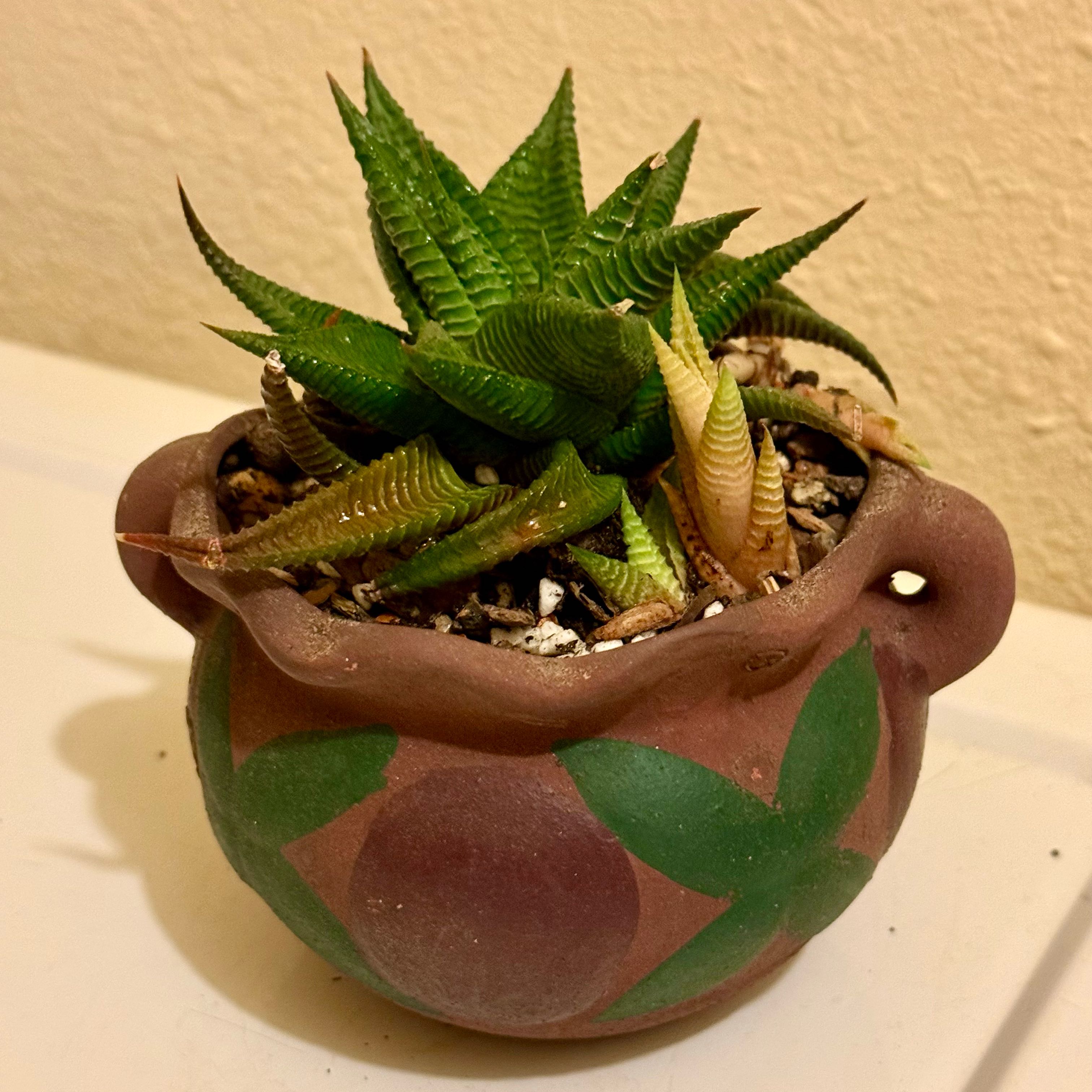 Photo of the plant species haworthia by @riverzend named h.l. spiralis (twisted haworthia) on Greg, the plant care app