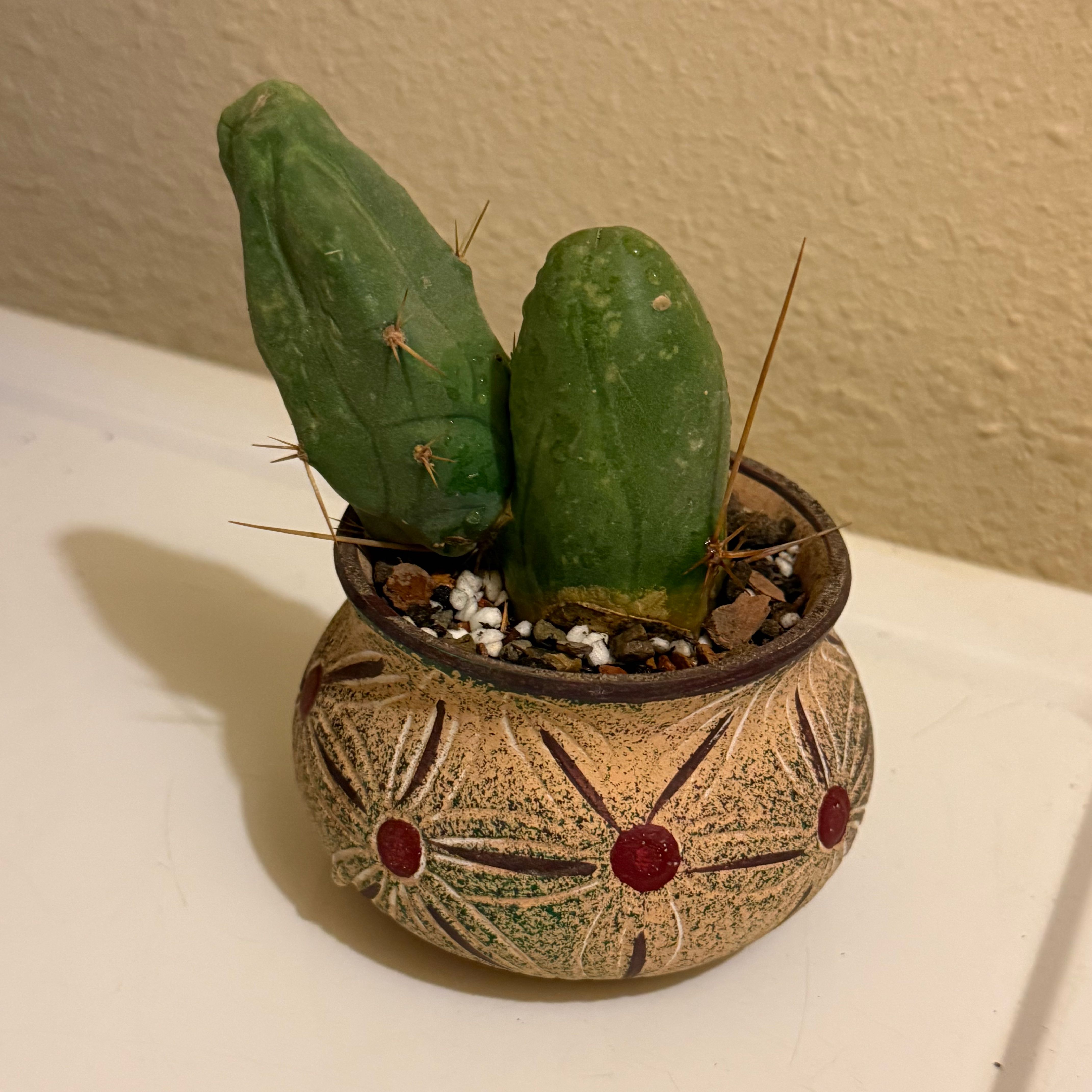 Photo of the plant species Penis cactus by @riverzend named ricardo on Greg, the plant care app