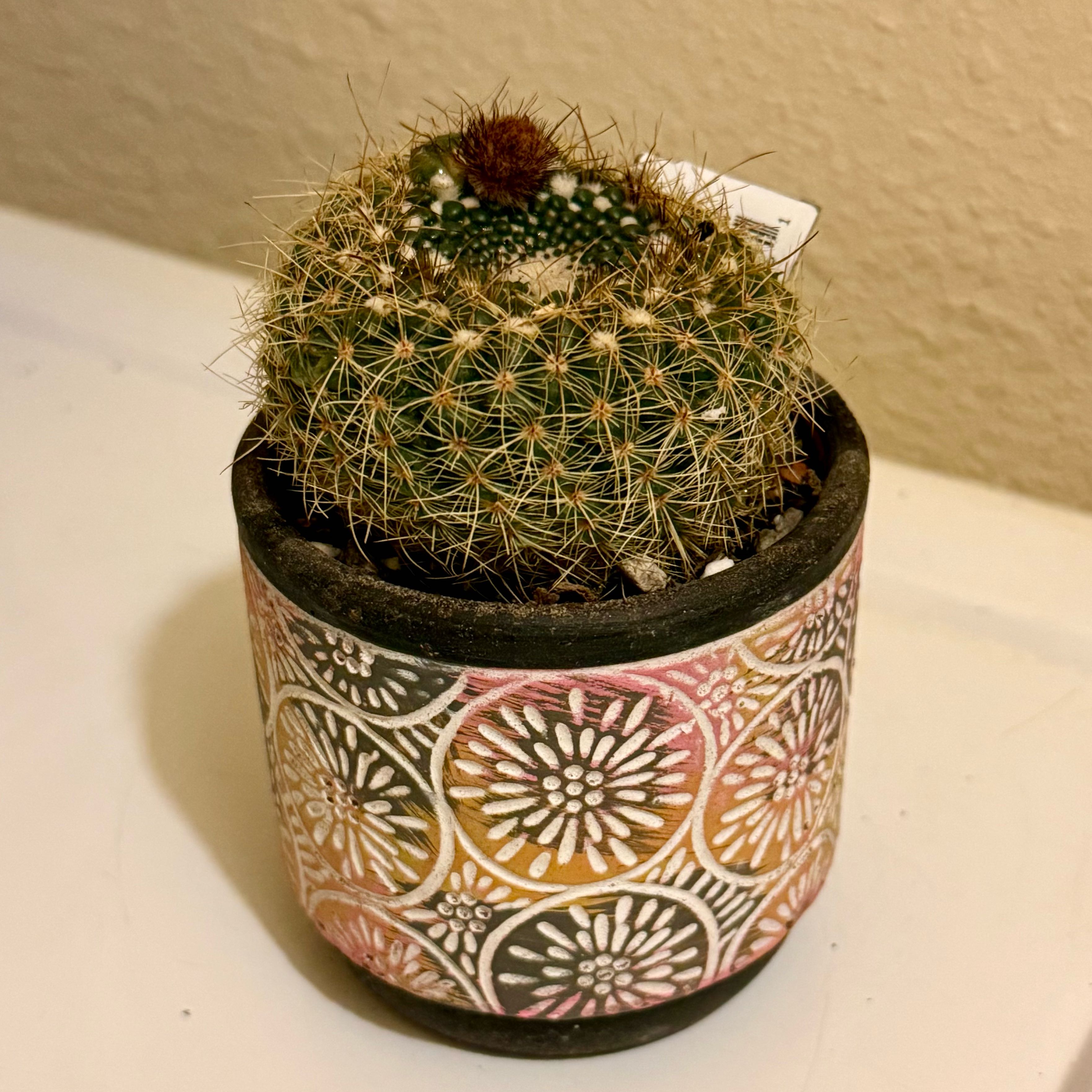 Photo of the plant species Notocactus elegans by @riverzend named lego on Greg, the plant care app