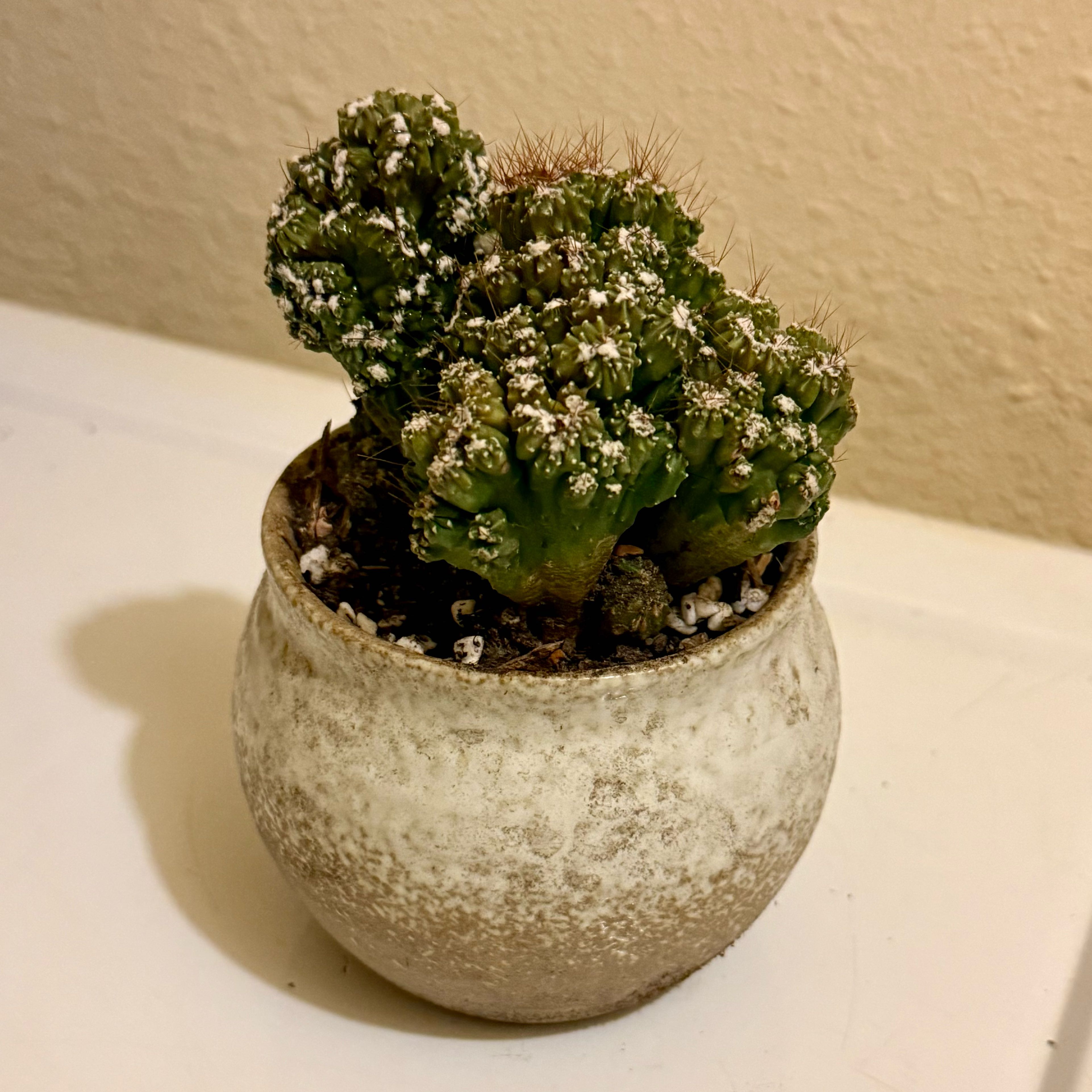 Photo of the plant species Peruvian Apple Cactus Monstrose by @riverzend named epli on Greg, the plant care app