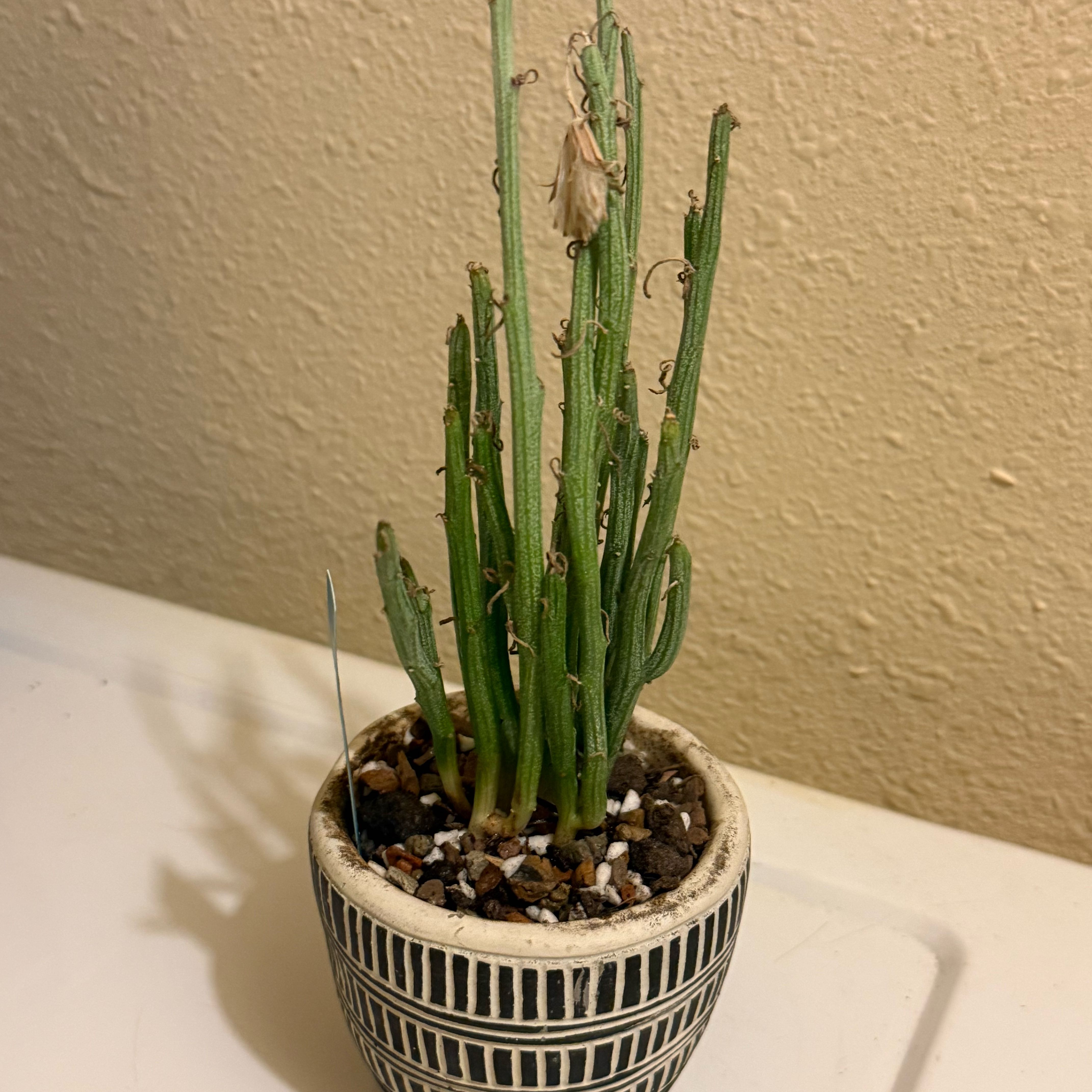Photo of the plant species Senecio Hebdingii by @riverzend named anwar on Greg, the plant care app