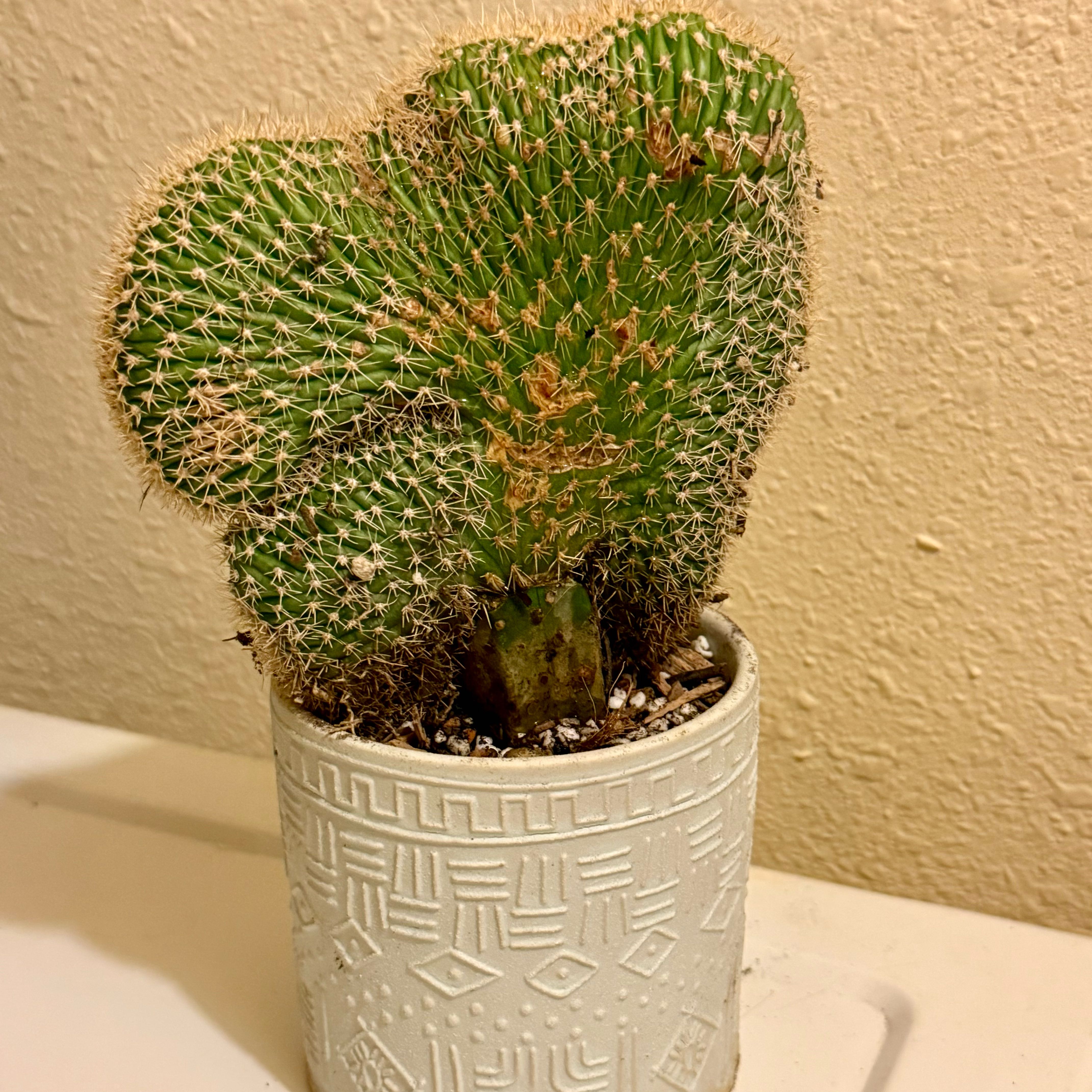Photo of the plant species Crested Cardon Cactus by @riverzend named þistill on Greg, the plant care app
