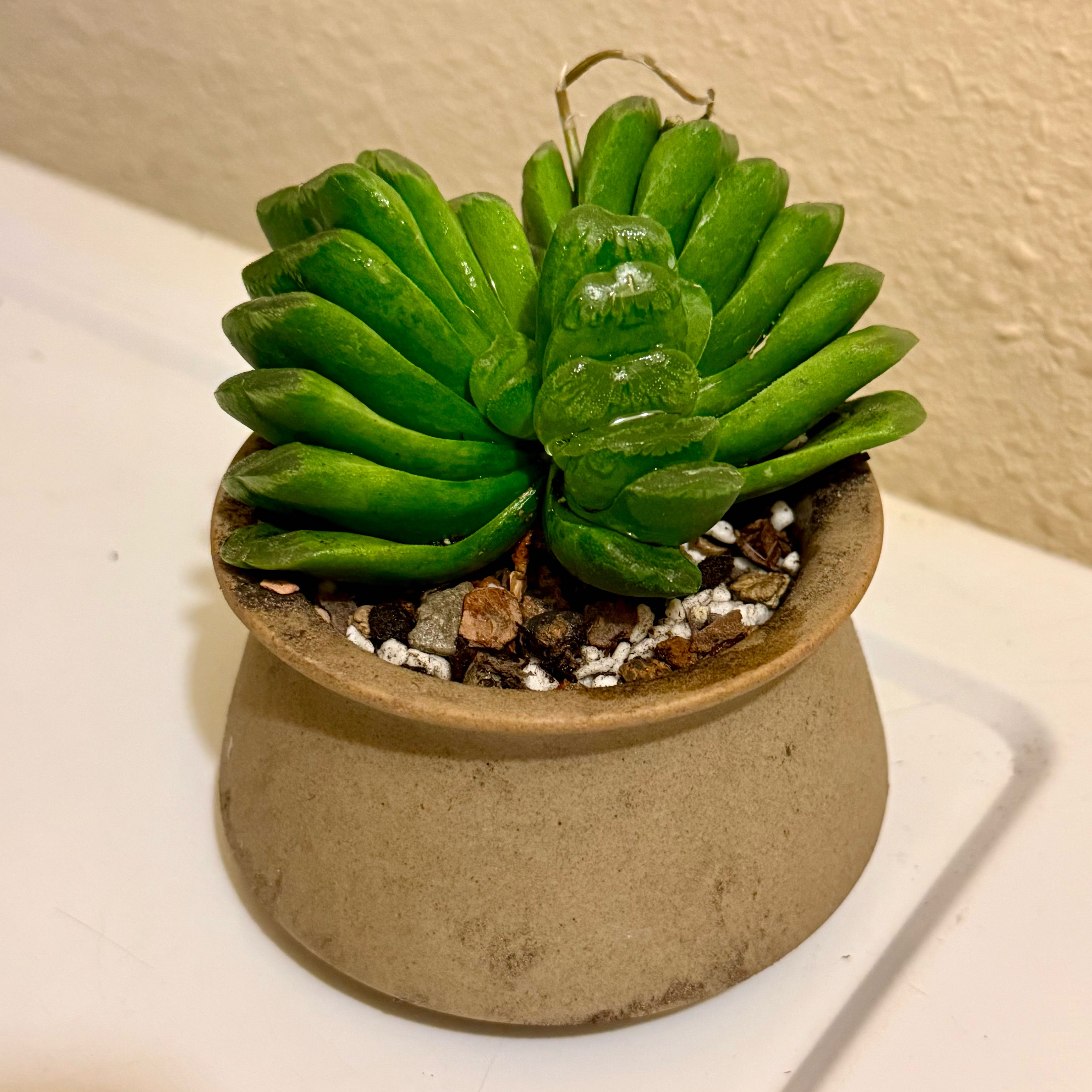 Photo of the plant species Haworthia truncata 'Variegata' by @riverzend named h.t. lime green on Greg, the plant care app