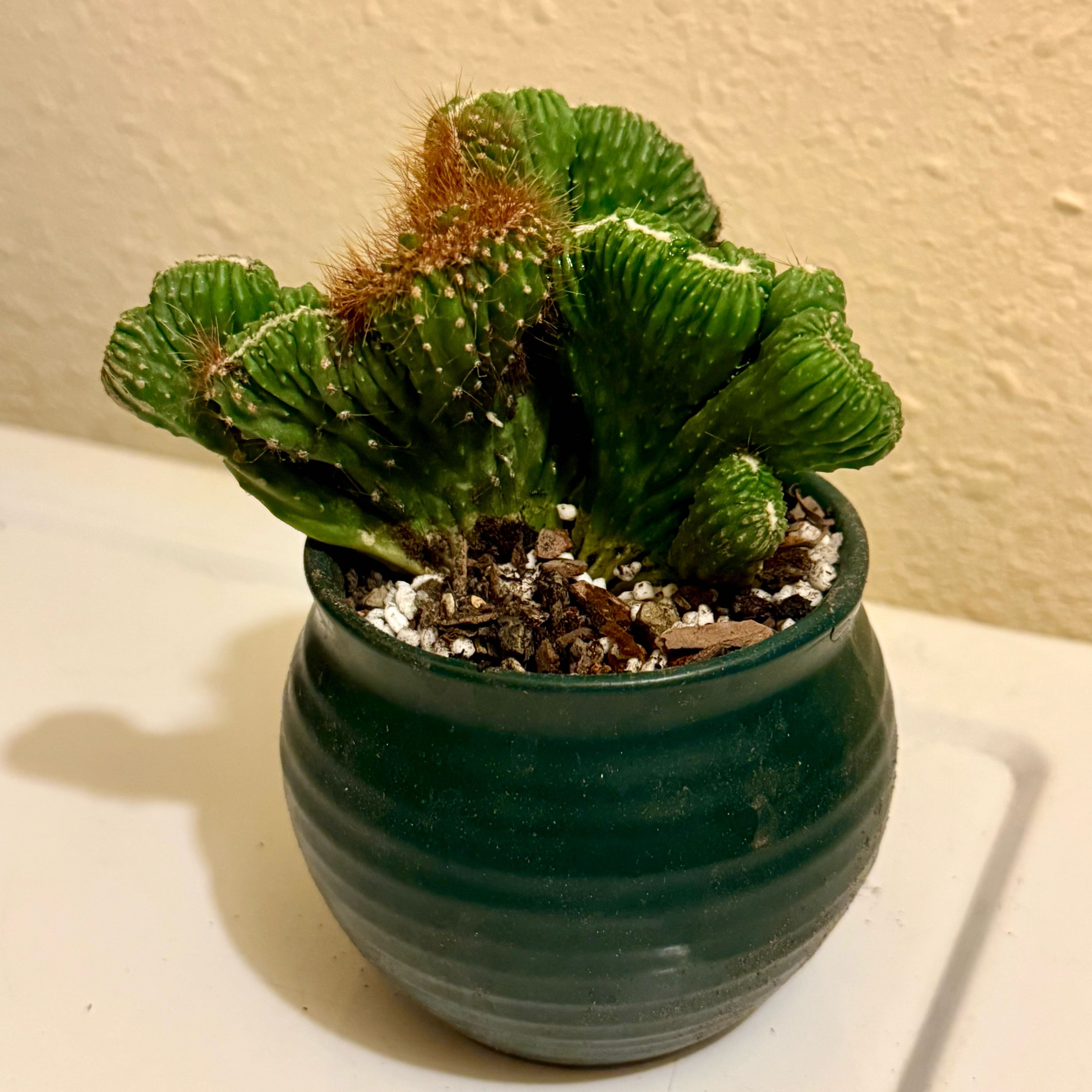 Photo of the plant species Clamshell Cactus by @riverzend named c.p.m. crested on Greg, the plant care app