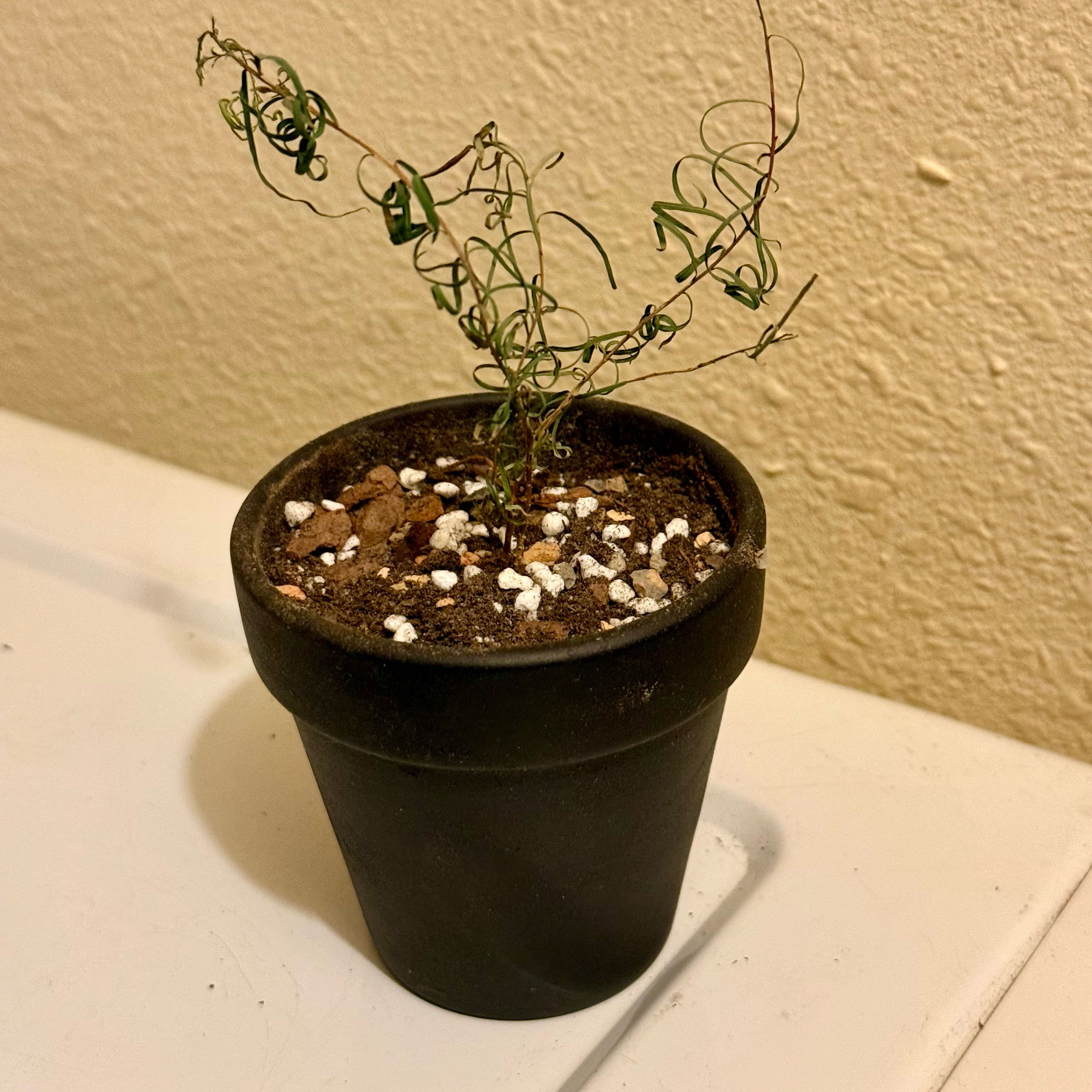 Photo of the plant species Tea tree by @riverzend named hatter on Greg, the plant care app