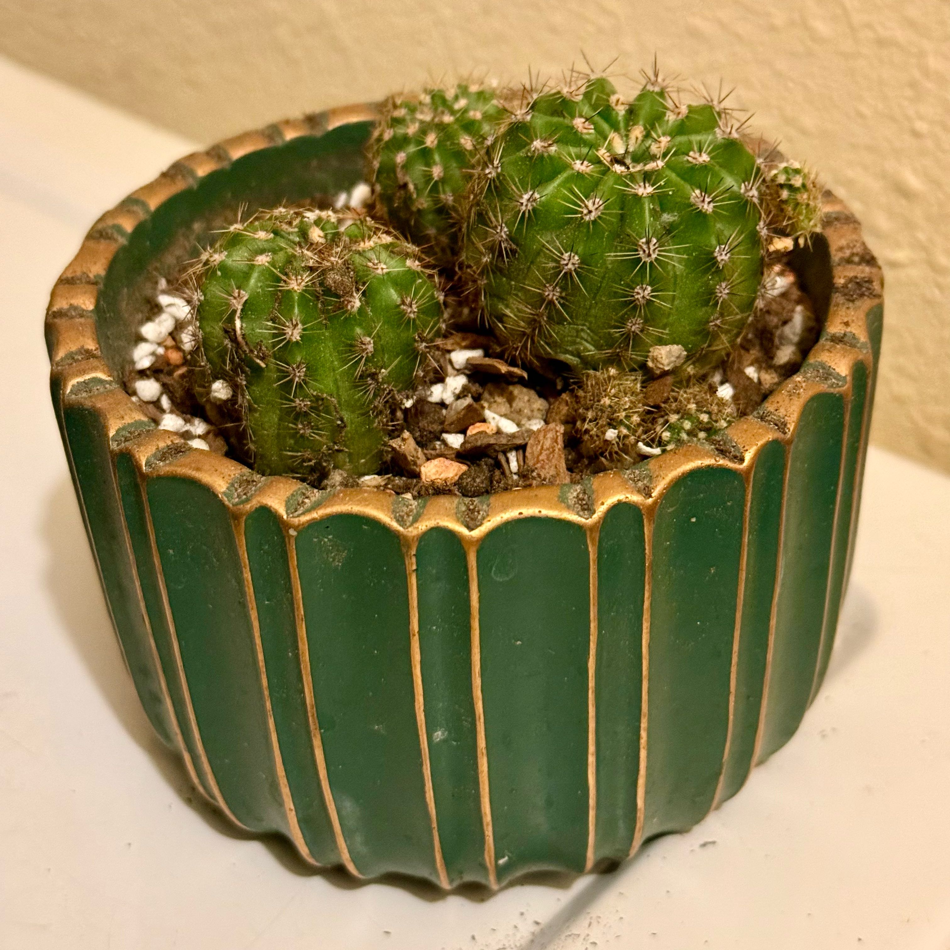 Photo of the plant species Echinopsis by @riverzend named aloha on Greg, the plant care app