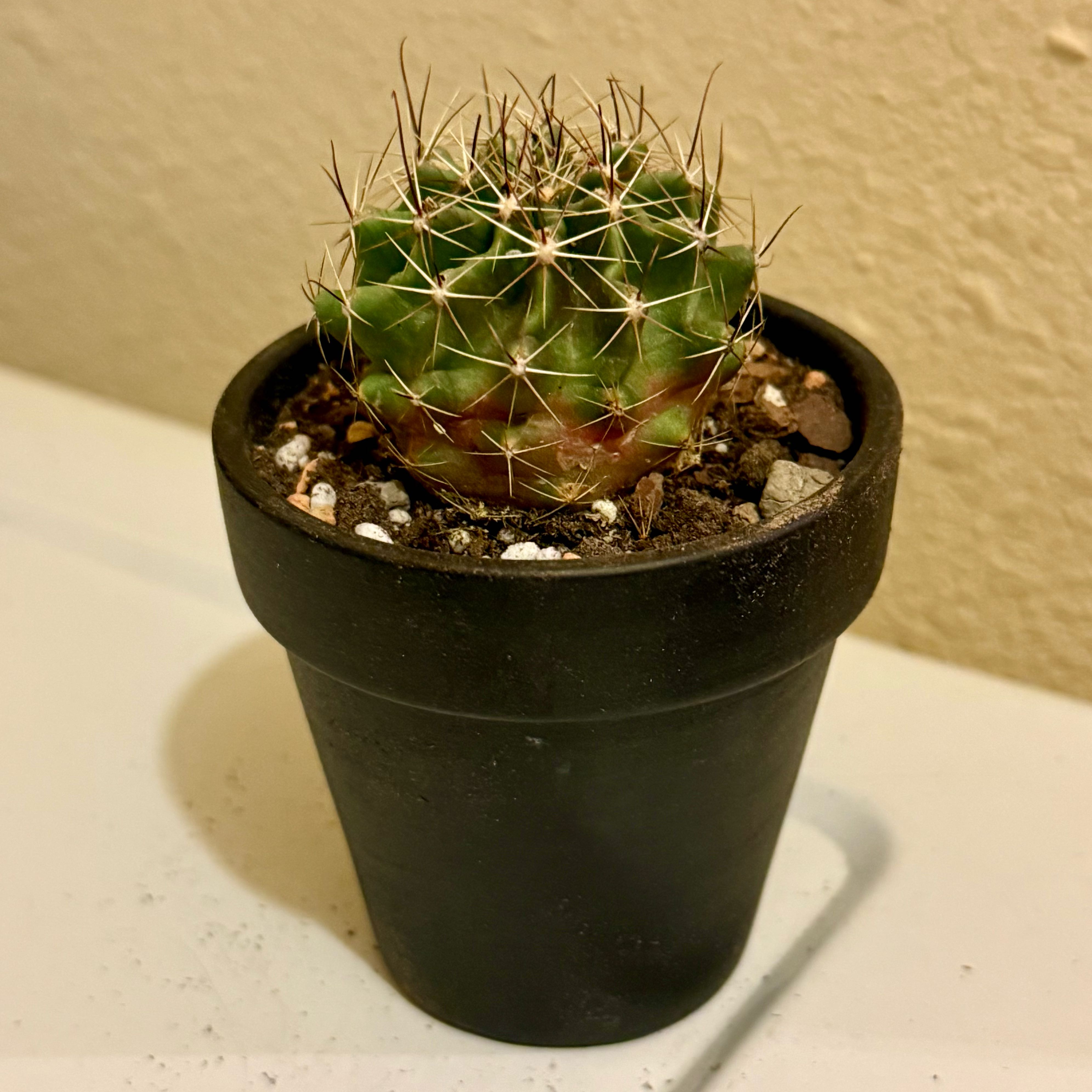 Photo of the plant species Mammillaria tenango del valle cactus by @riverzend named gael on Greg, the plant care app