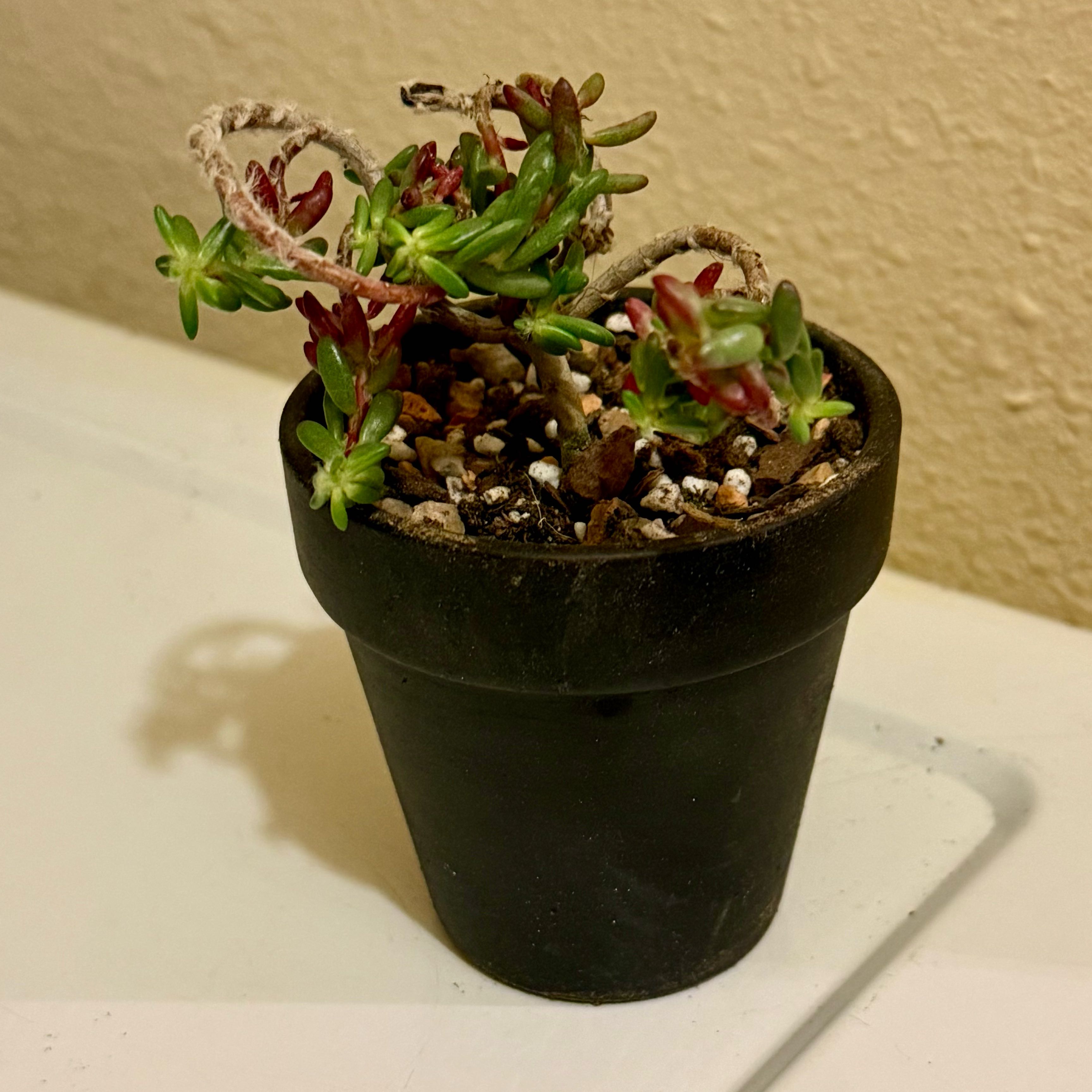 Photo of the plant species Portulaca gilliesii by @riverzend named flólublá hrísgrjón on Greg, the plant care app