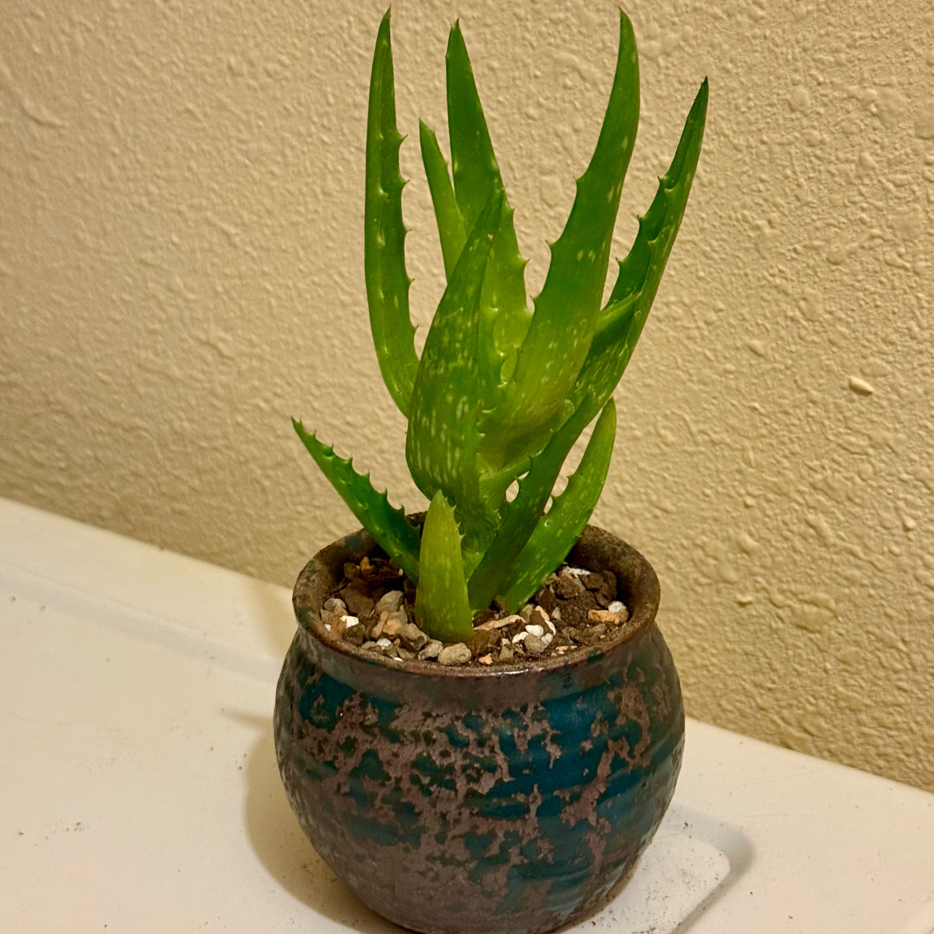 Photo of the plant species Starfish Aloe by @riverzend named sjóstjörnur on Greg, the plant care app