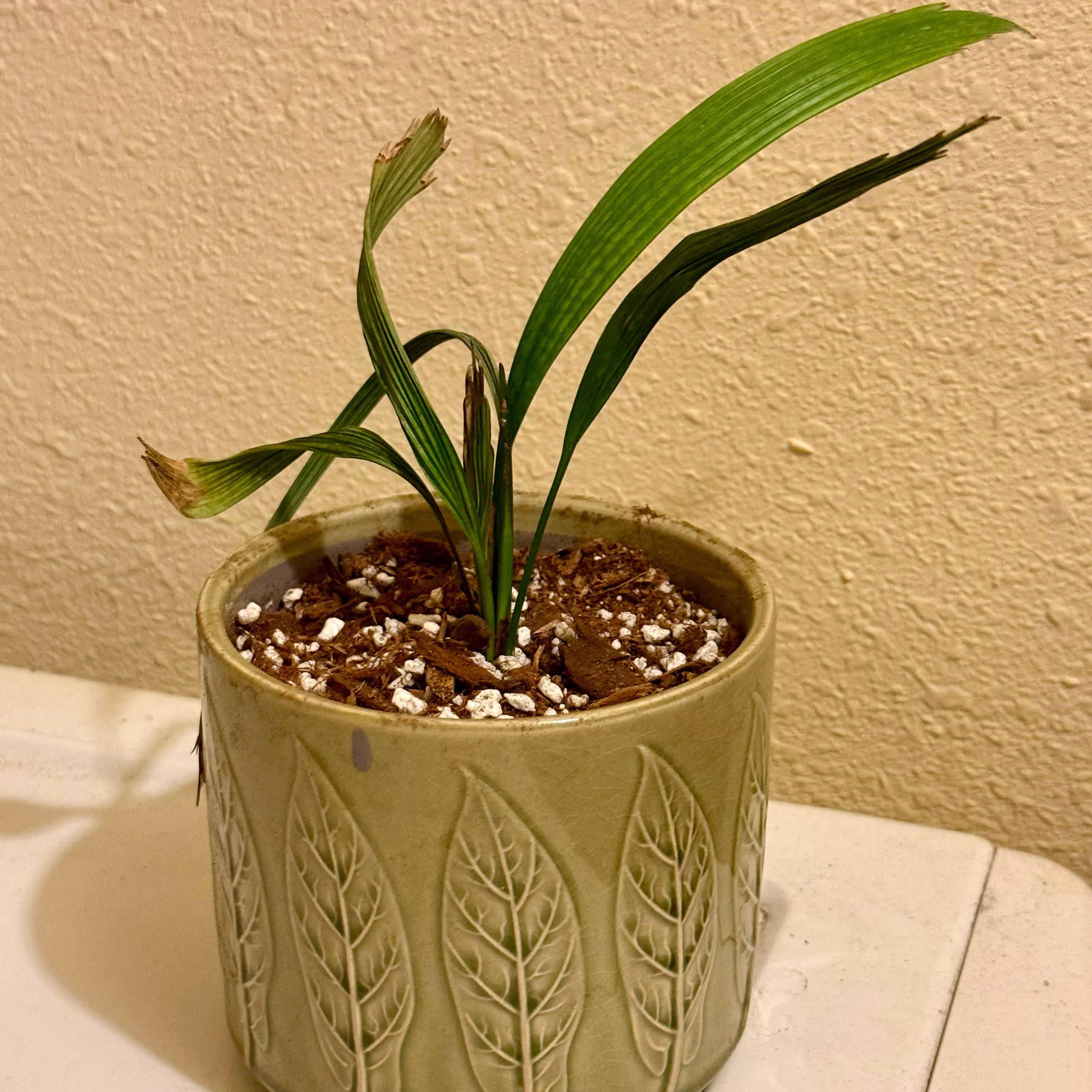 Photo of the plant species Ruffled Fan Palm by @riverzend named amos on Greg, the plant care app