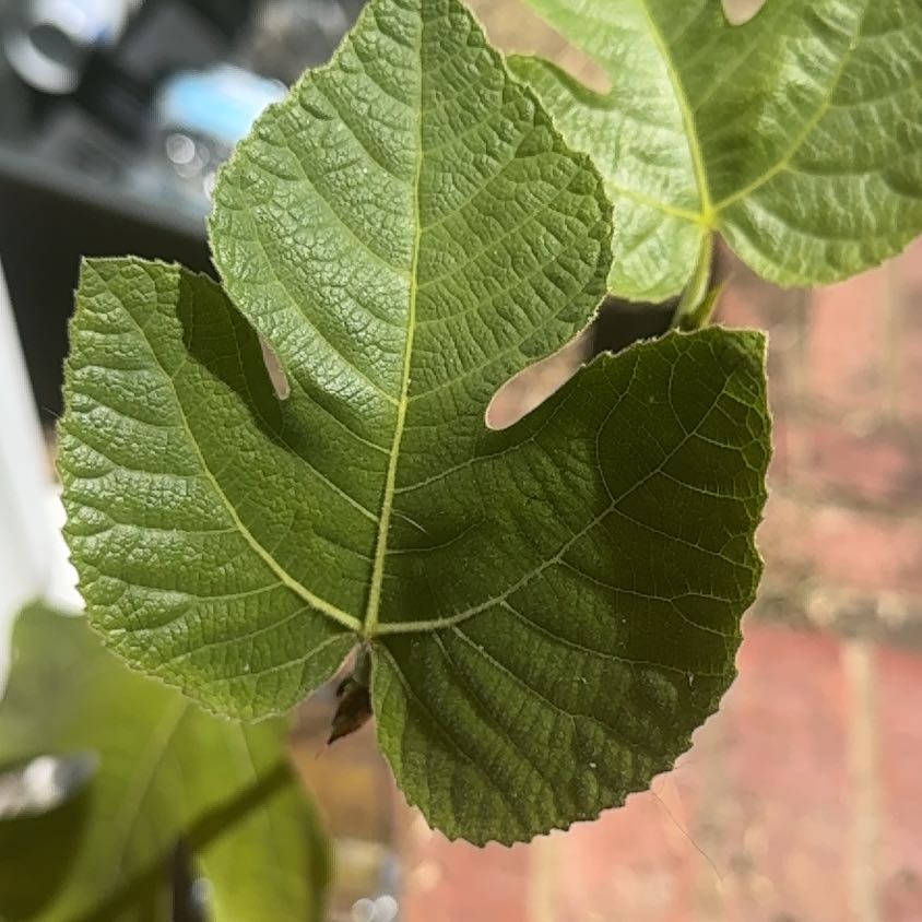 Photo of the plant species Brown Turkey Fig by @NicePigsears16 named Harmony on Greg, the plant care app