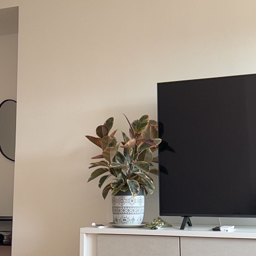 Photo of the plant species Rubber Plant 'Belize' by @SugarTawa82 named Belly on Greg, the plant care app