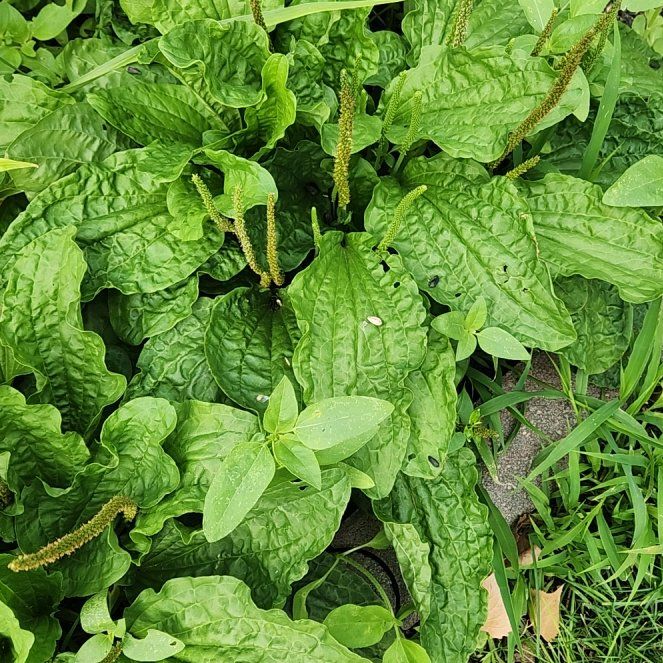 Photo of the plant species Broadleaf Plantain by @CrucialPilea31 named Zion on Greg, the plant care app