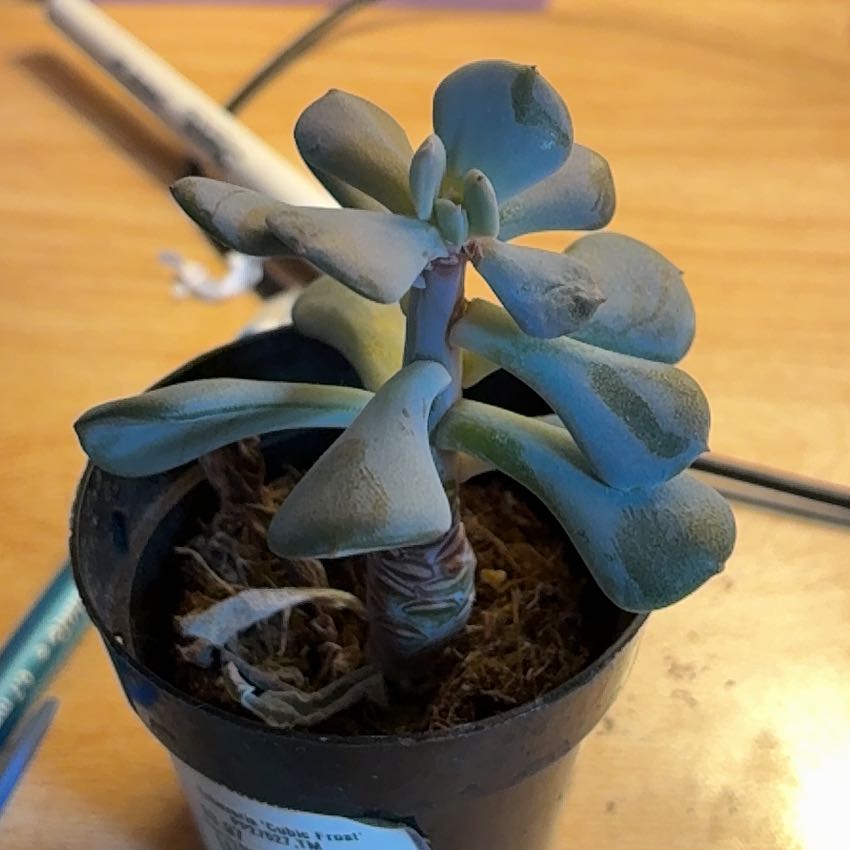 Photo of the plant species Echeveria 'Cubic Frost™' by @AngelMostii67 named Evie on Greg, the plant care app