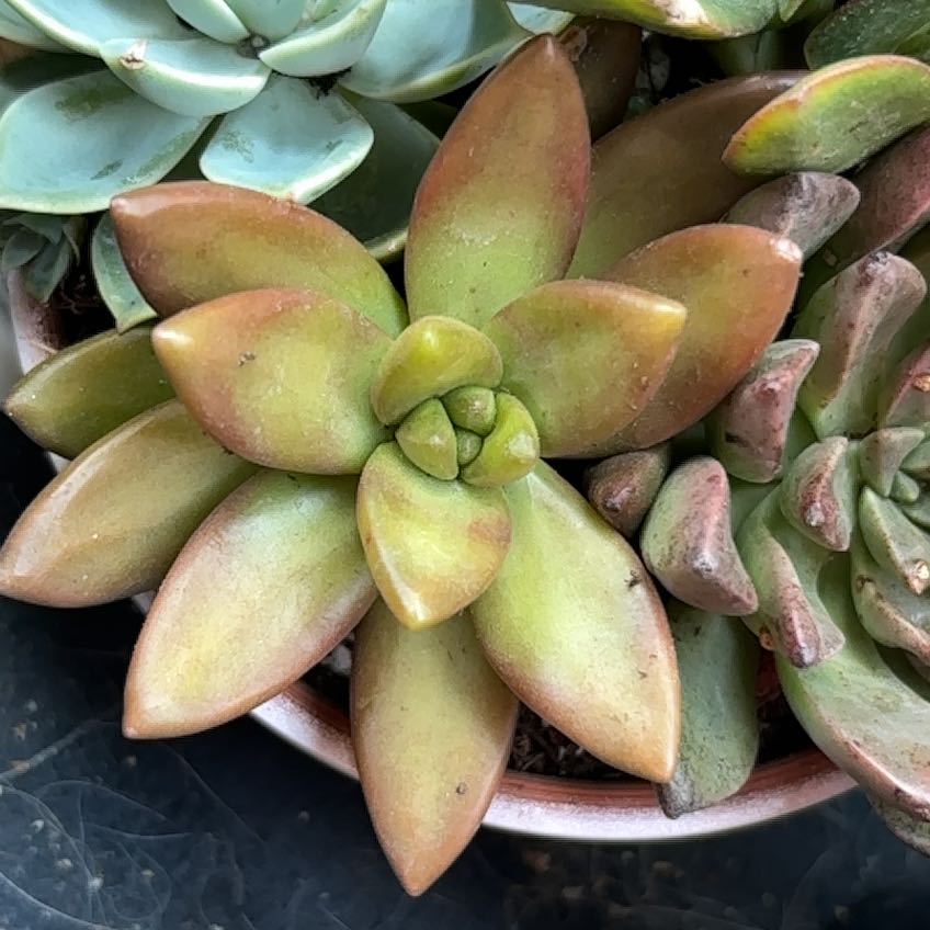Photo of the plant species Sealettuce by @TryChickpea62 named Zion on Greg, the plant care app