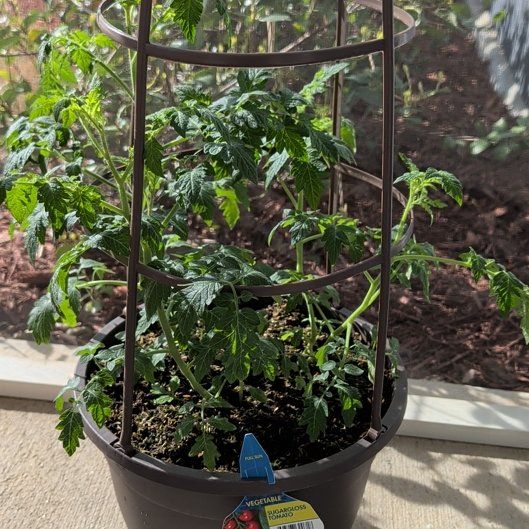 Photo of the plant species Tomato 'Sugargloss' by @YummyHeather10 named Maya on Greg, the plant care app