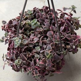 Photo of the plant species Crassula 'Calico Kitten' by @BubblyWinika37 named Leaf Erickson on Greg, the plant care app