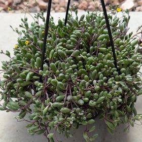 Photo of the plant species Othonna Capensis Ruby Necklace by @BubblyWinika37 named Rihanna on Greg, the plant care app