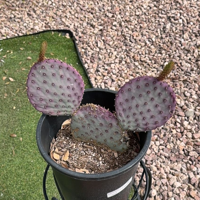 Photo of the plant species Opuntia violacea 'Santa Rita' by @BubblyWinika37 named LiloStitch on Greg, the plant care app
