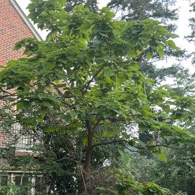 Photo of the plant species Catalpa by @BubblyWinika37 named Figyonce on Greg, the plant care app