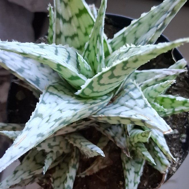 Photo of the plant species Aloe 'Blizzard' by @TycoonDuwei57 named Frosty the snowman on Greg, the plant care app