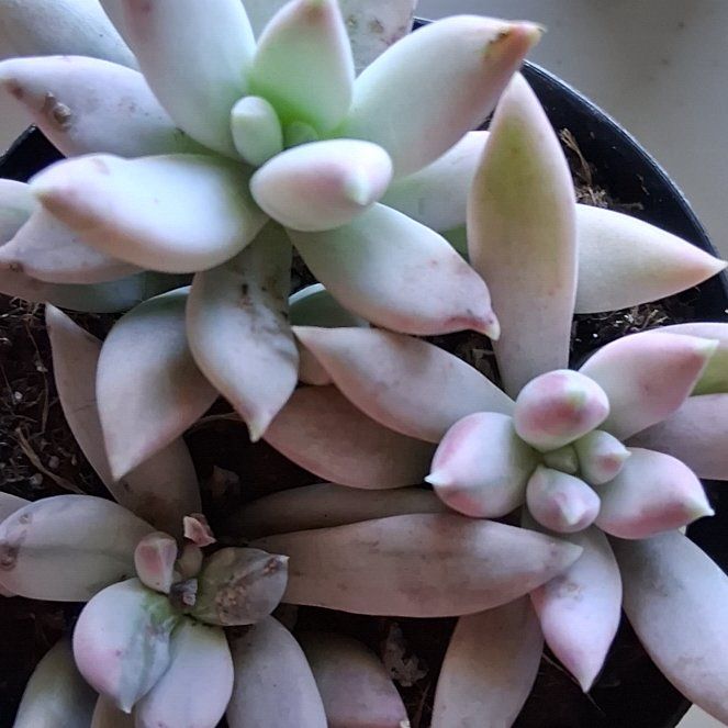 Photo of the plant species Pachyphytum Baby Finger by @TycoonDuwei57 named Marshmallow on Greg, the plant care app