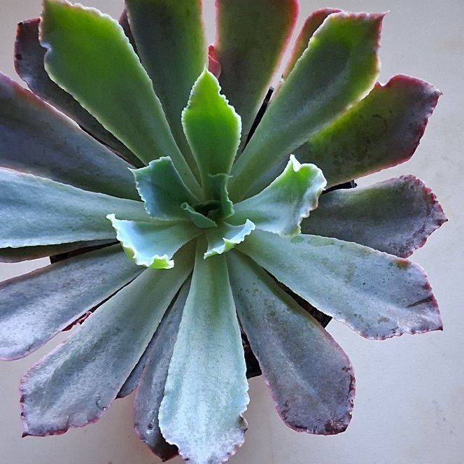 Photo of the plant species Succulent by @TycoonDuwei57 named Mr wrinkles on Greg, the plant care app