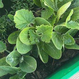 Photo of the plant species Summer Squash by @ModernDogrose3 named Demi on Greg, the plant care app