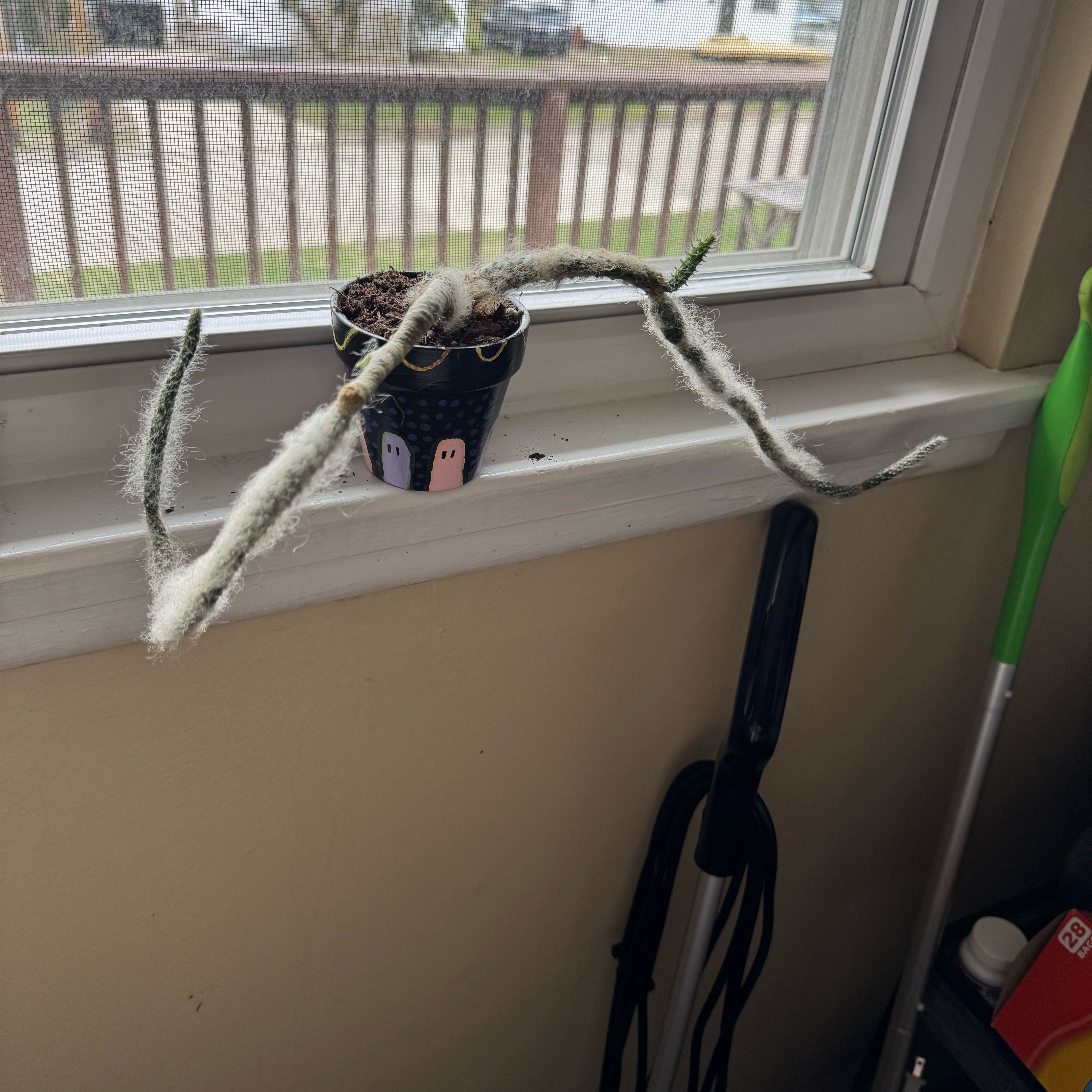 Photo of the plant species Snow White by @HumorousCacto84 named Gomez on Greg, the plant care app