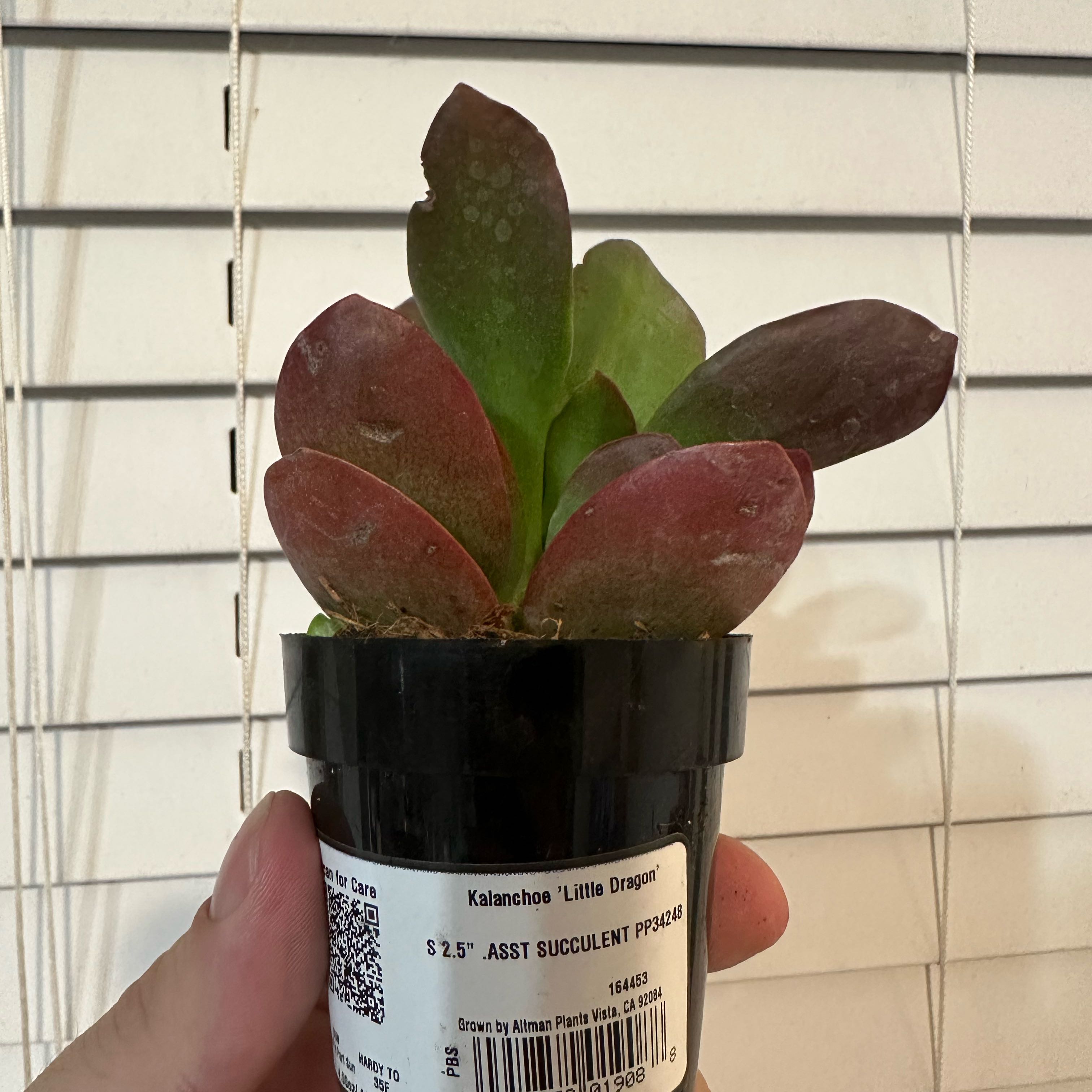 Photo of the plant species Kalanchoe 'Little Dragon' by @jst_jordan named Norbert on Greg, the plant care app