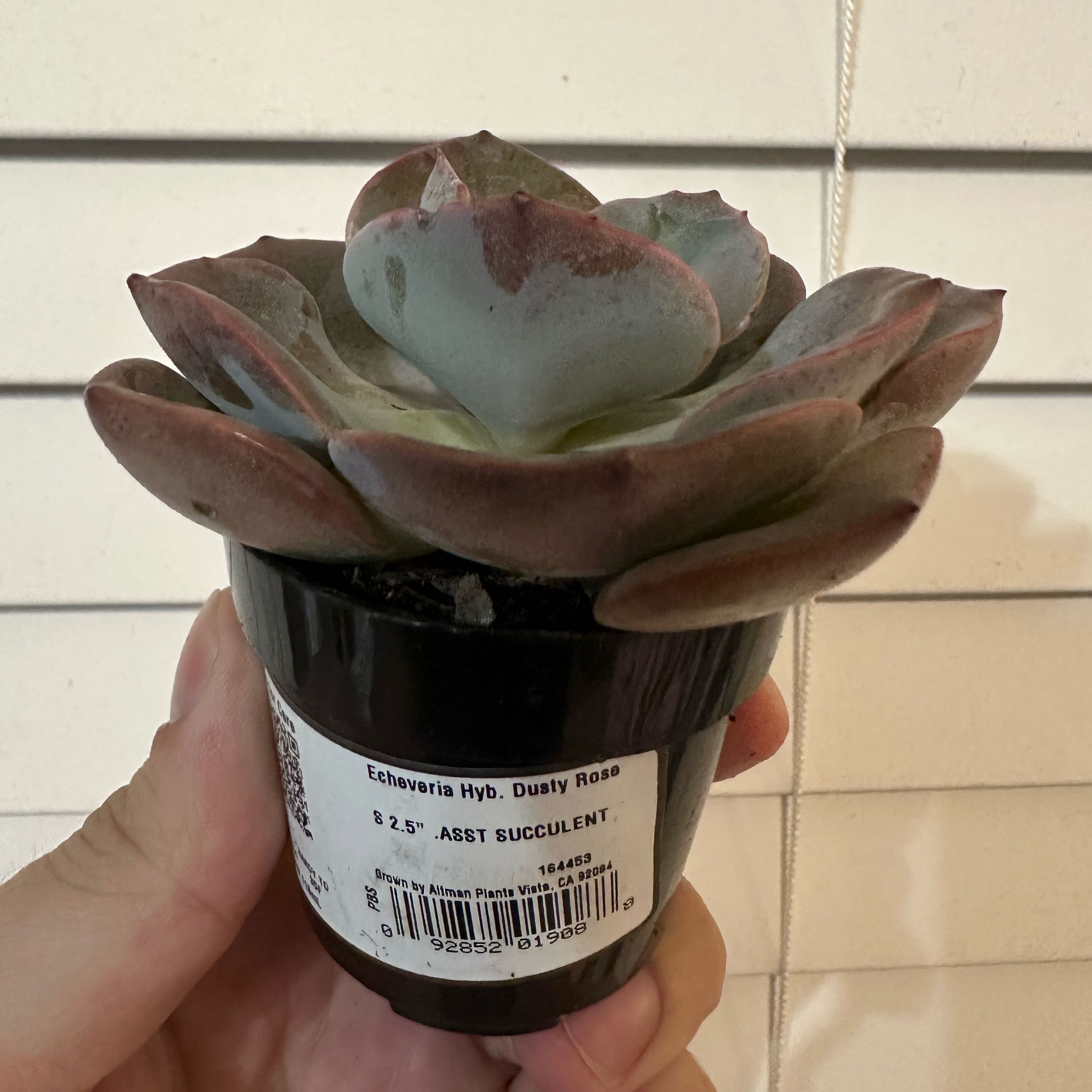 Photo of the plant species Echeveria 'Dusty Rose' by @jst_jordan named Shakira on Greg, the plant care app