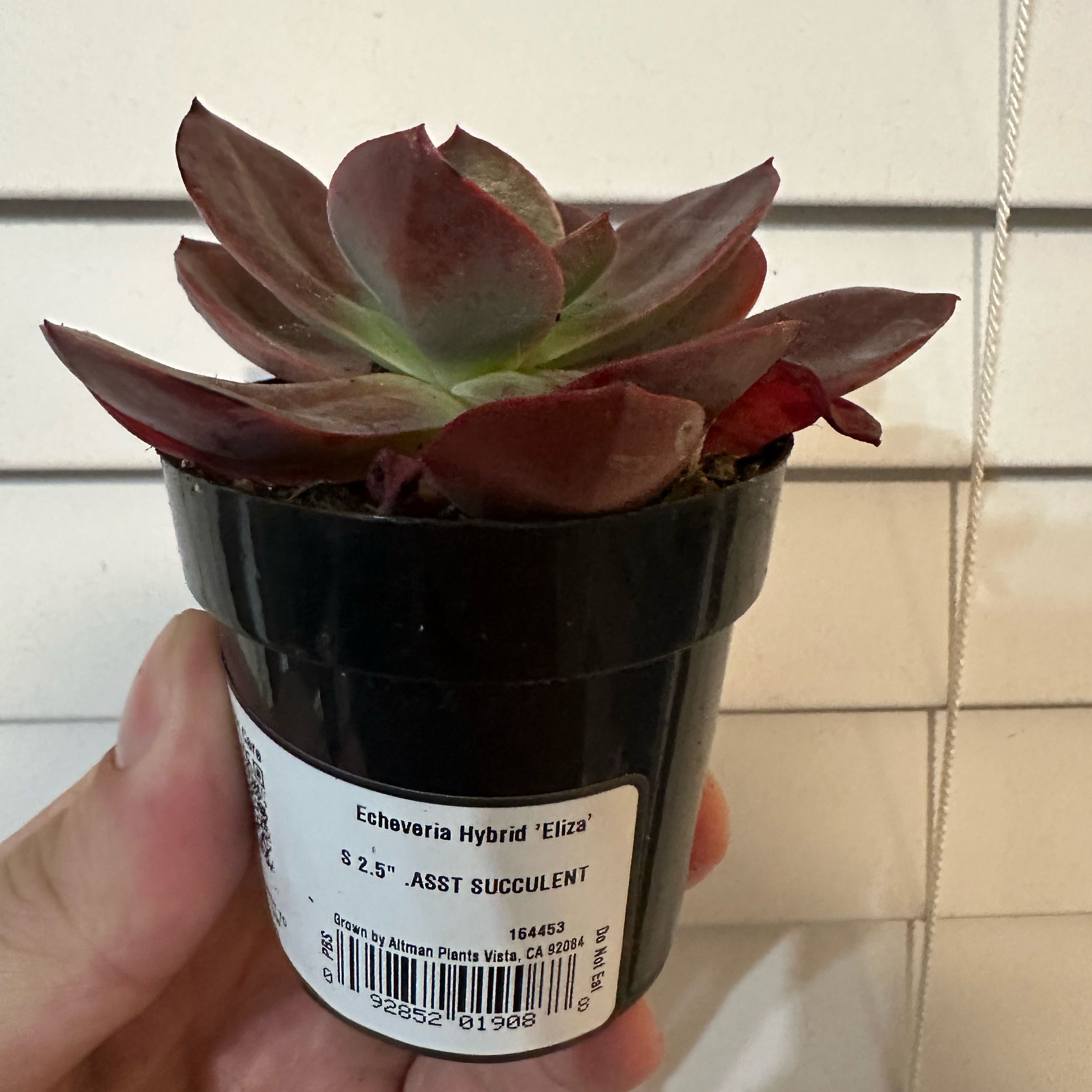 Photo of the plant species Echeveria 'Eliza' by @jst_jordan named Remington on Greg, the plant care app