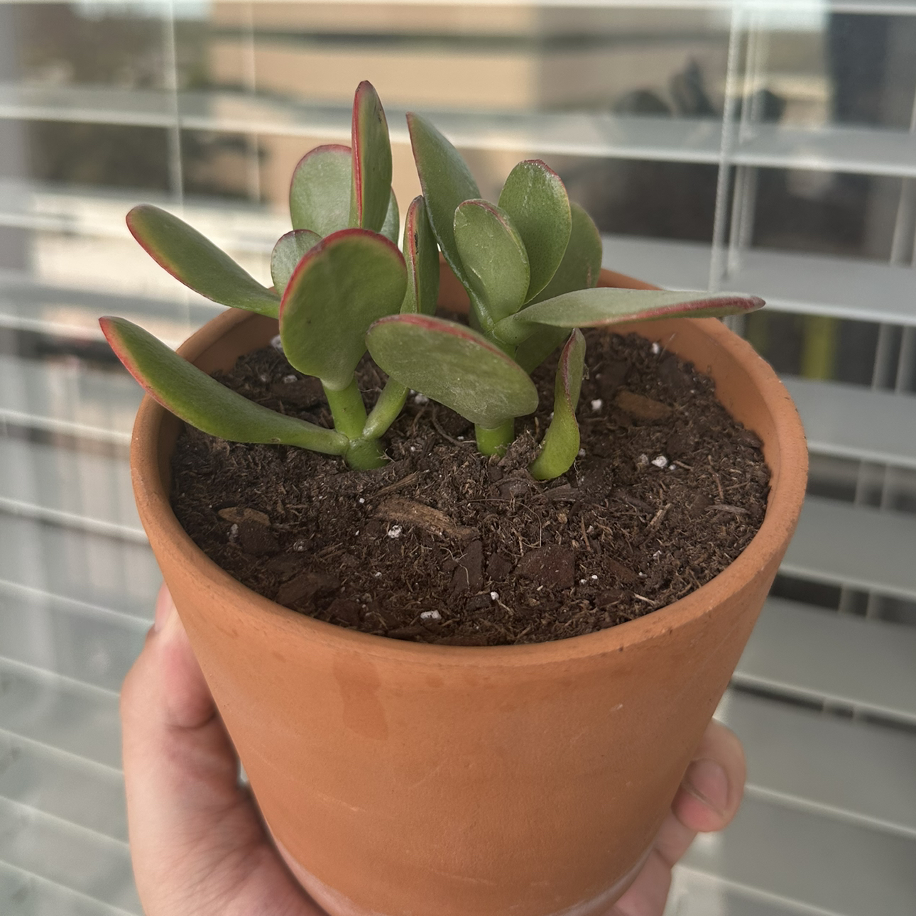 Photo of the plant species Hummels Sunset by @jst_jordan named Hummel’s Sunset on Greg, the plant care app