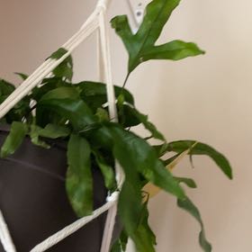 Photo of the plant species Kangaroo Paw Fern by @AlwaysPansy3 named Mando on Greg, the plant care app